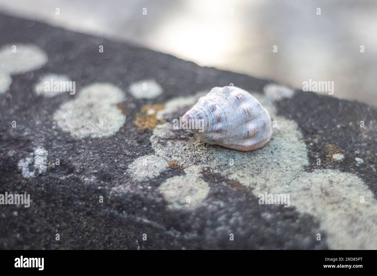 Coquillages de différents types sur le dessus d'une pierre avec des champignons, lumière naturelle. Banque D'Images