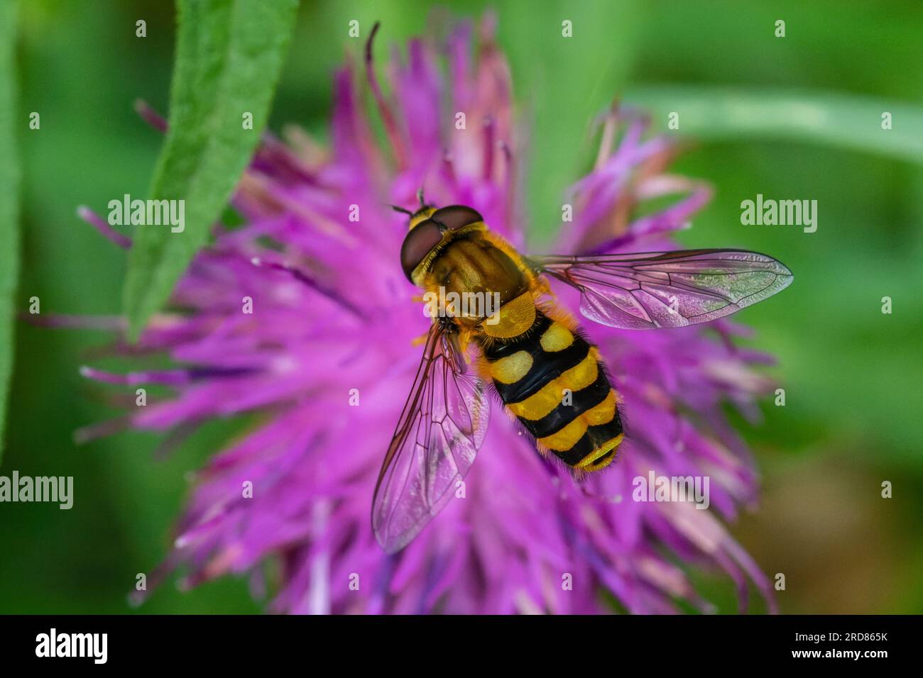 L'aéroglisseur Eupeodes corollae reposant sur une fleur. Banque D'Images