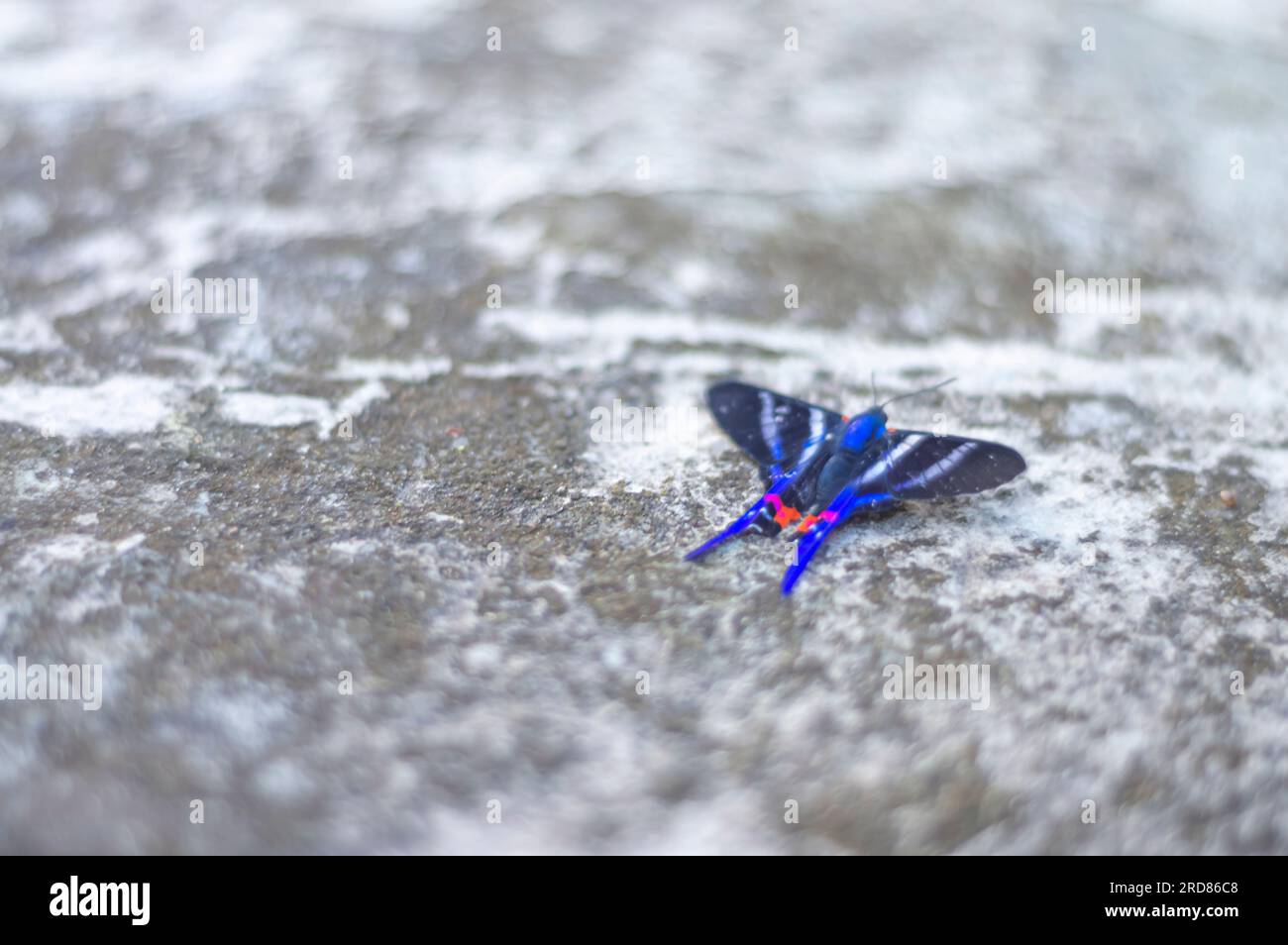 Papillon bleu debout sur une pierre urbaine en béton,lumière naturelle. Banque D'Images