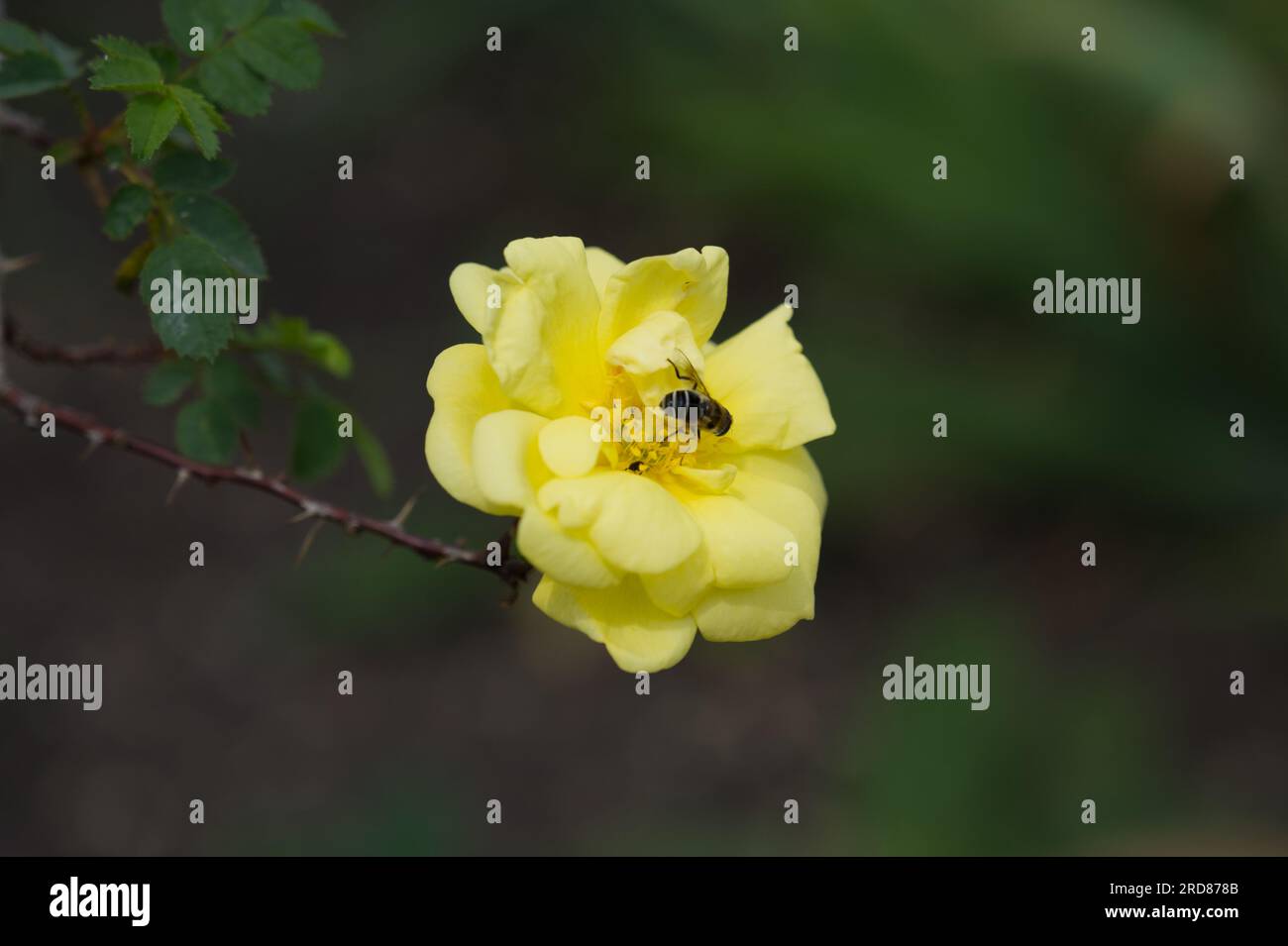 Fleur de rose d'été jaune Dainty de Rosa x Harisonii avec abeille dans le jardin britannique juin Banque D'Images