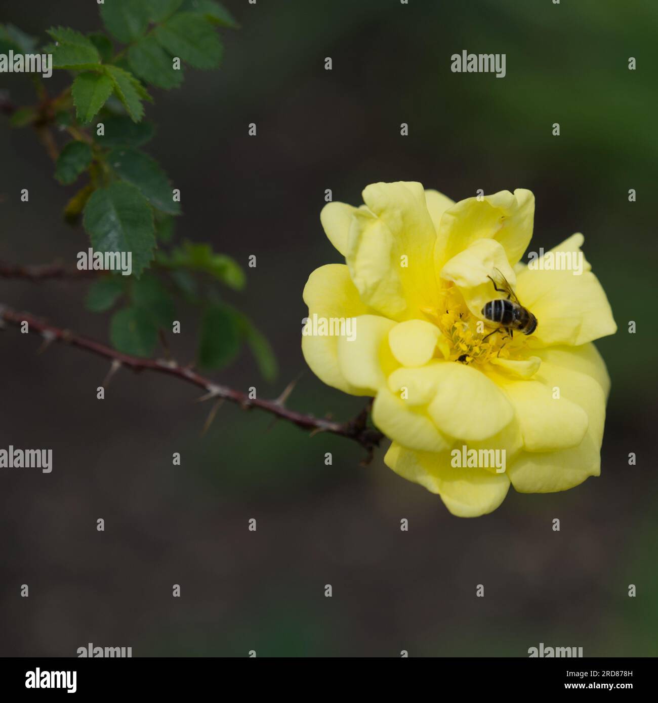 Fleur de rose d'été jaune Dainty de Rosa x Harisonii avec abeille dans le jardin britannique juin Banque D'Images