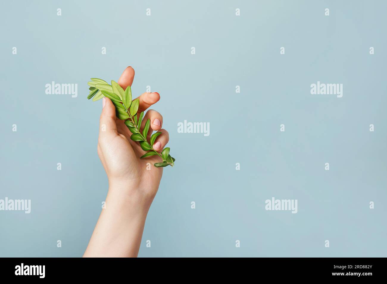Main avec feuilles vertes sur fond bleu. La plante dans le bras, symbolisant l'unité de la nature et de l'homme. Protéger et aimer la nature Banque D'Images