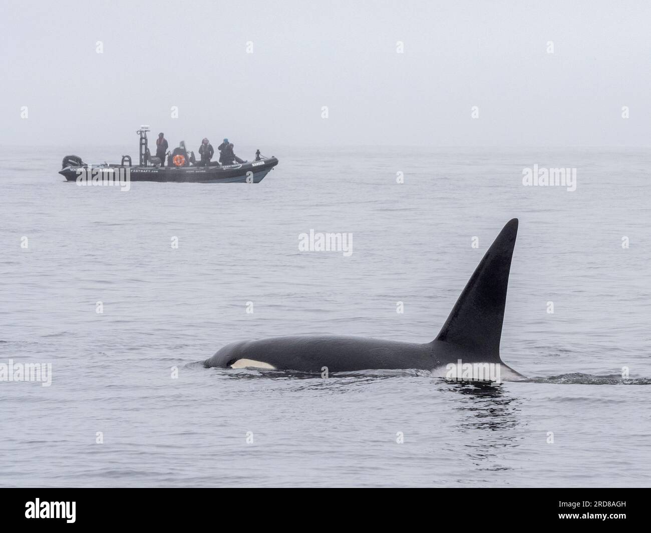 Un groupe d'orques transitoires (Orcinus orca), près d'un bateau d'observation des baleines dans le Monterey Bay Marine Sanctuary, Californie, États-Unis Banque D'Images