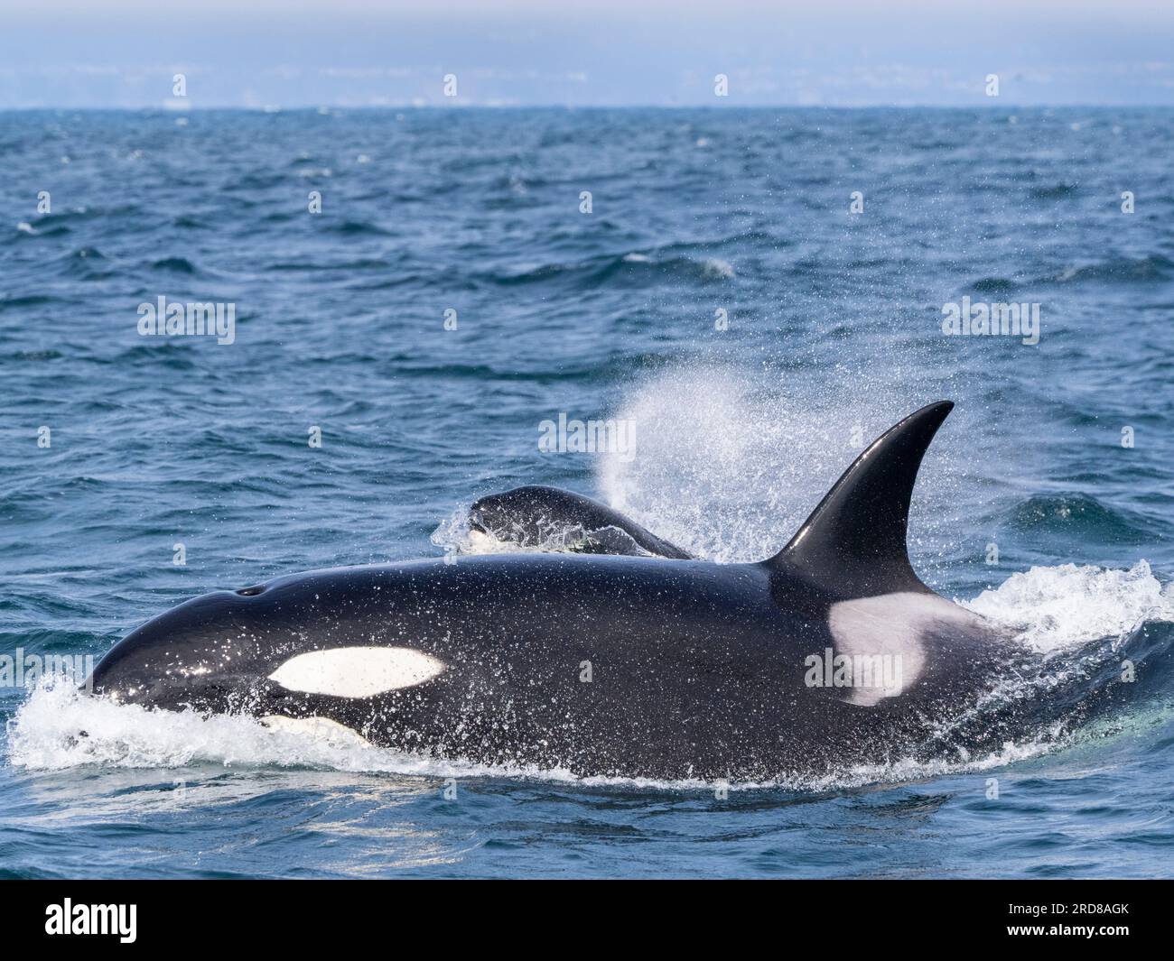 Orques transitoires (Orcinus orca), faisant surface dans le sanctuaire marin de la baie de Monterey, Monterey, Californie, États-Unis d'Amérique, Amérique du Nord Banque D'Images