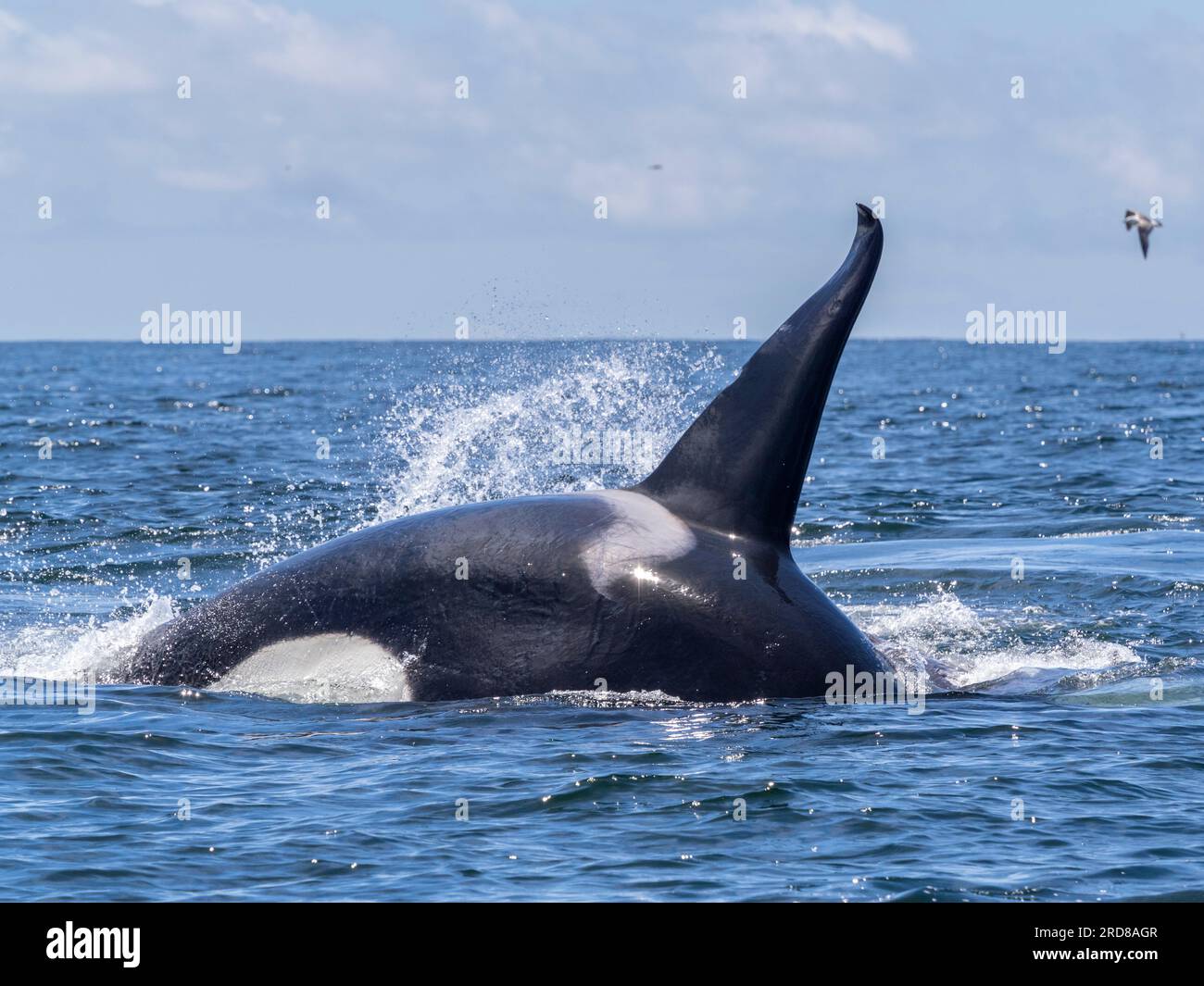 Un groupe d'orques transitoires (Orcinus orca), se nourrissant d'une carcasse de veau de baleine grise dans le Monterey Bay Marine Sanctuary, Californie, États-Unis Banque D'Images