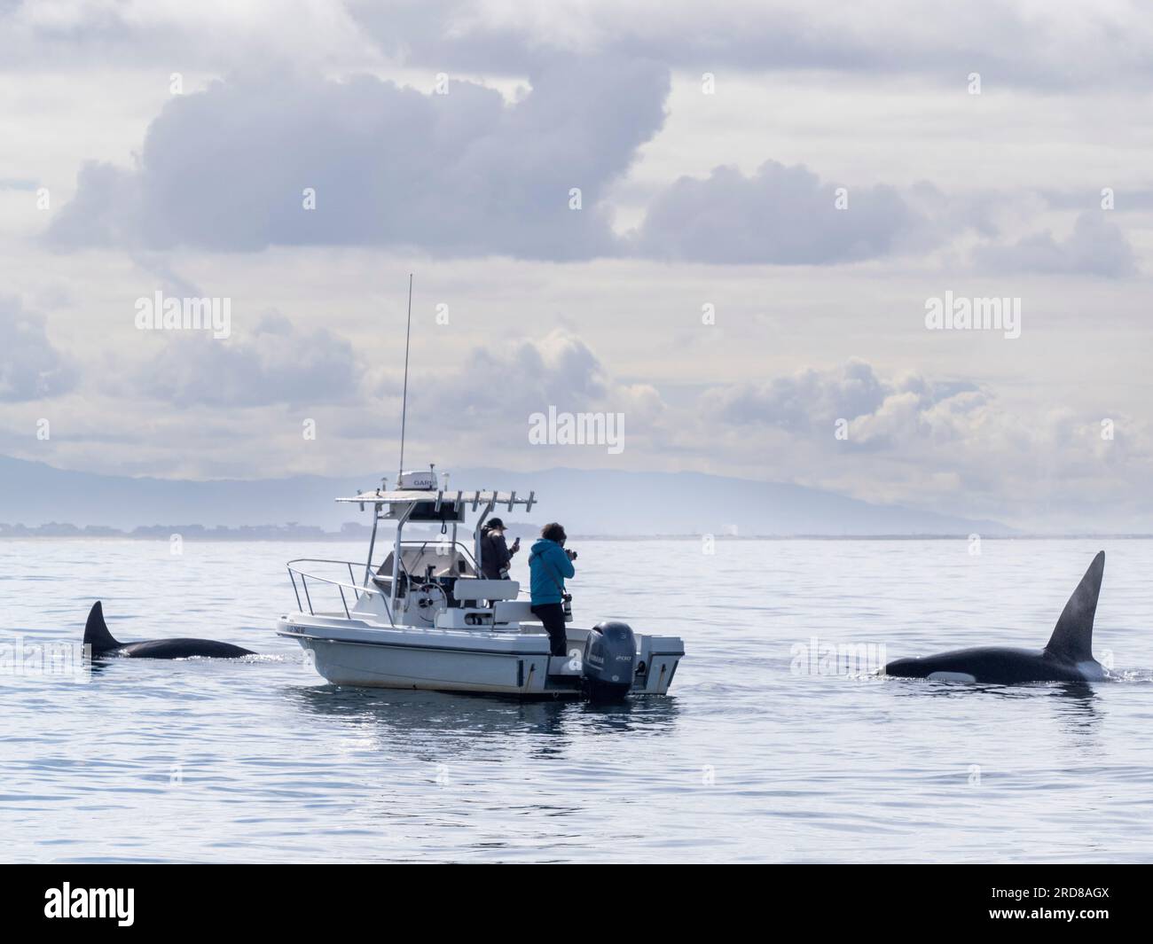 Un groupe d'orques transitoires (Orcinus orca), près d'un bateau d'observation des baleines dans le Monterey Bay Marine Sanctuary, Californie, États-Unis Banque D'Images