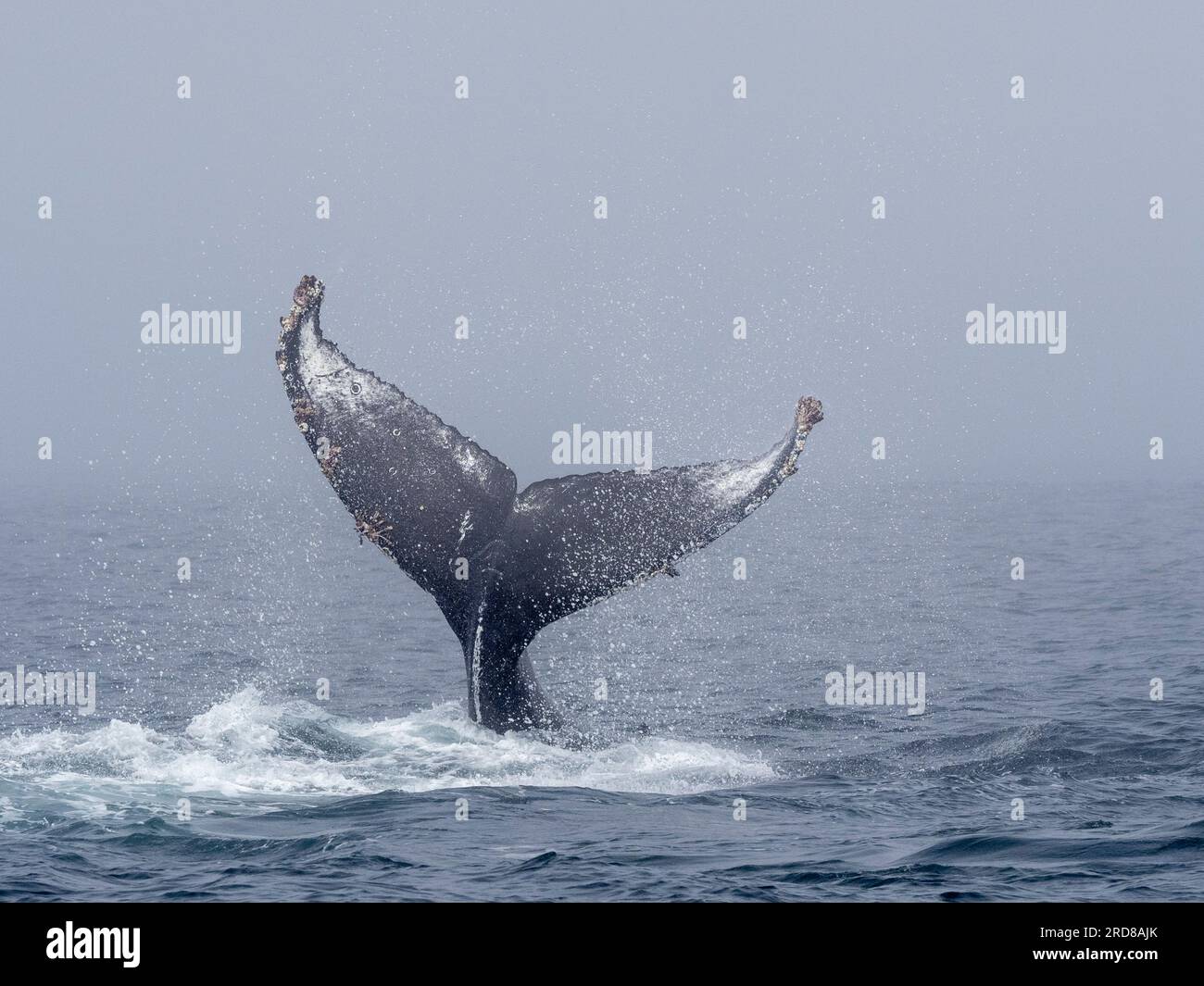 Fluke d'une baleine à bosse adulte (Megaptera novaeangliae), jetant sa queue dans le Monterey Bay Marine Sanctuary, Californie, États-Unis Banque D'Images