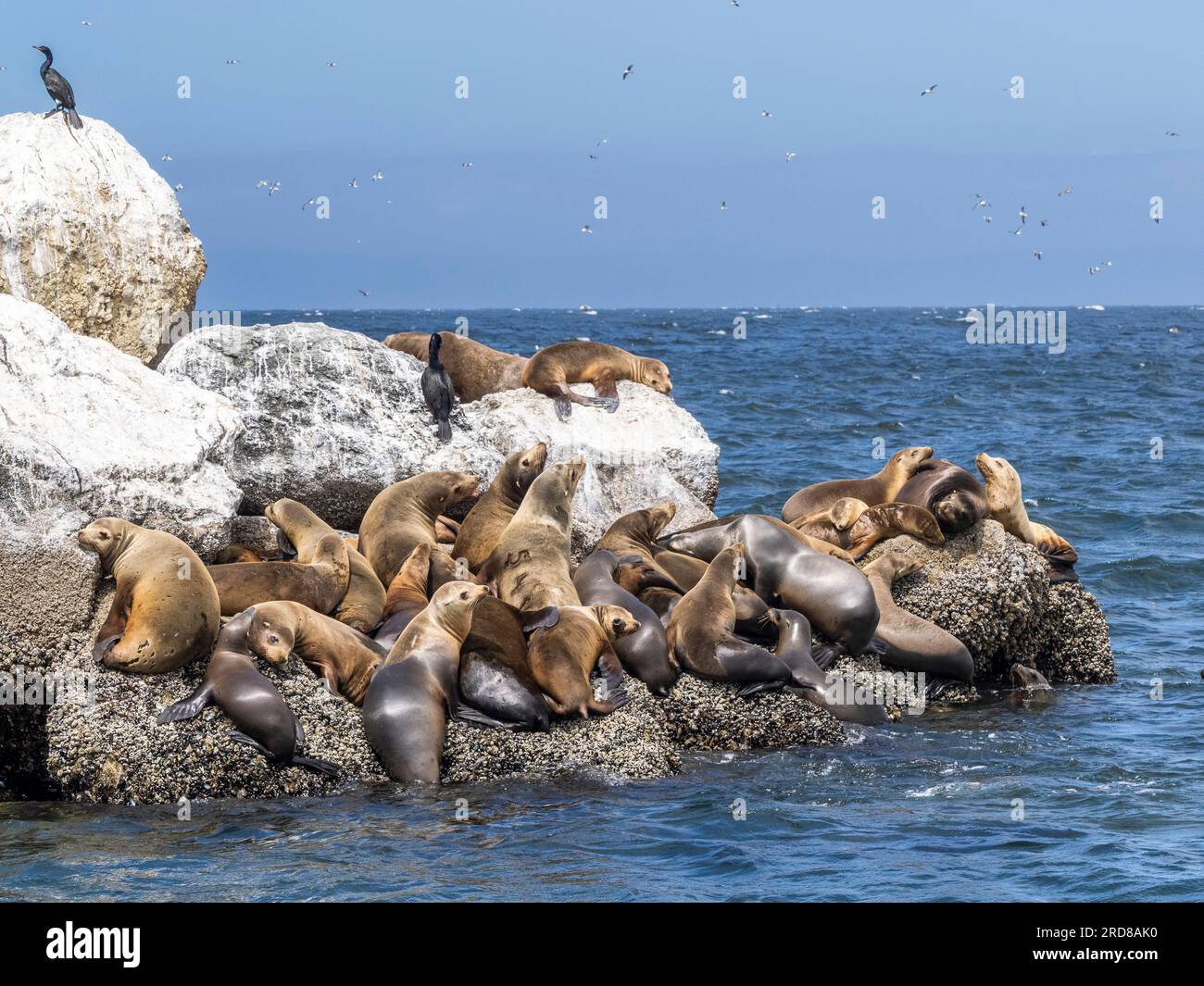 Lions de mer de Californie (Zalophus californianus), transportés dans le sanctuaire marin national de Monterey Bay, Californie, États-Unis Banque D'Images