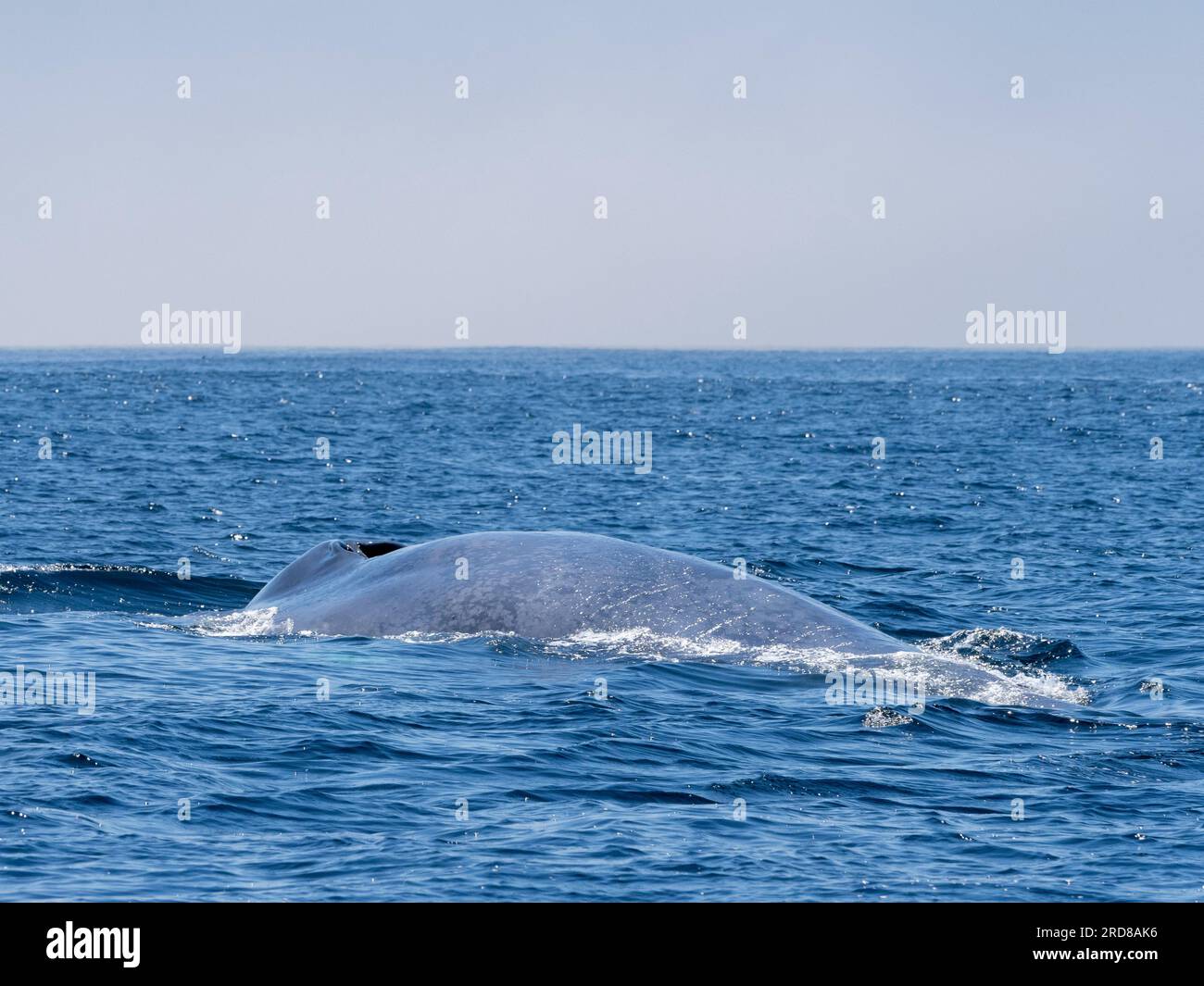 Baleine bleue adulte (Balaenoptera musculus), faisant surface dans le sanctuaire marin de Monterey Bay, Californie, États-Unis d'Amérique, Amérique du Nord Banque D'Images