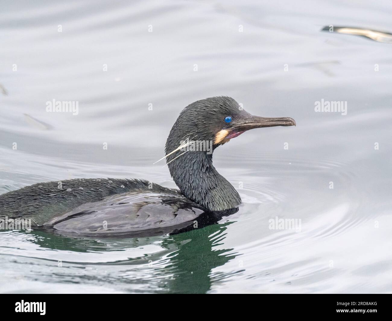 Cormoran adulte de Brandt (Urile penicillatus), à la surface du Monterey Bay Marine Sanctuary, Monterey, Californie, États-Unis Banque D'Images