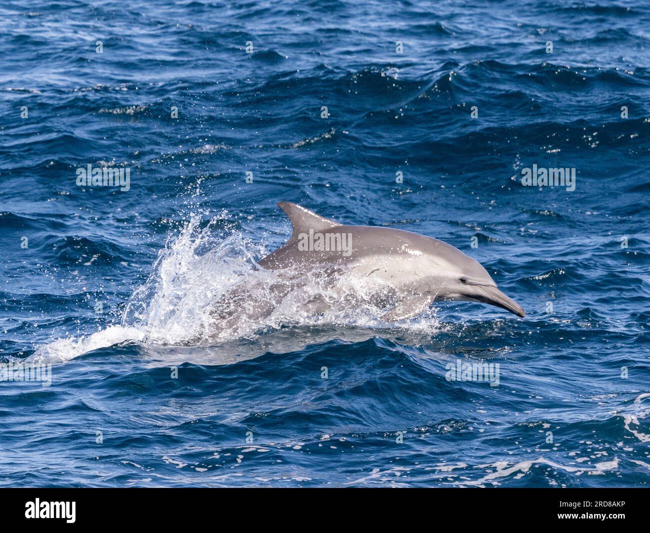 Dauphin commun (Delphinus delphis), sautant dans le canal de San Jose, Basse-Californie du Sud, Mexique, Amérique du Nord Banque D'Images