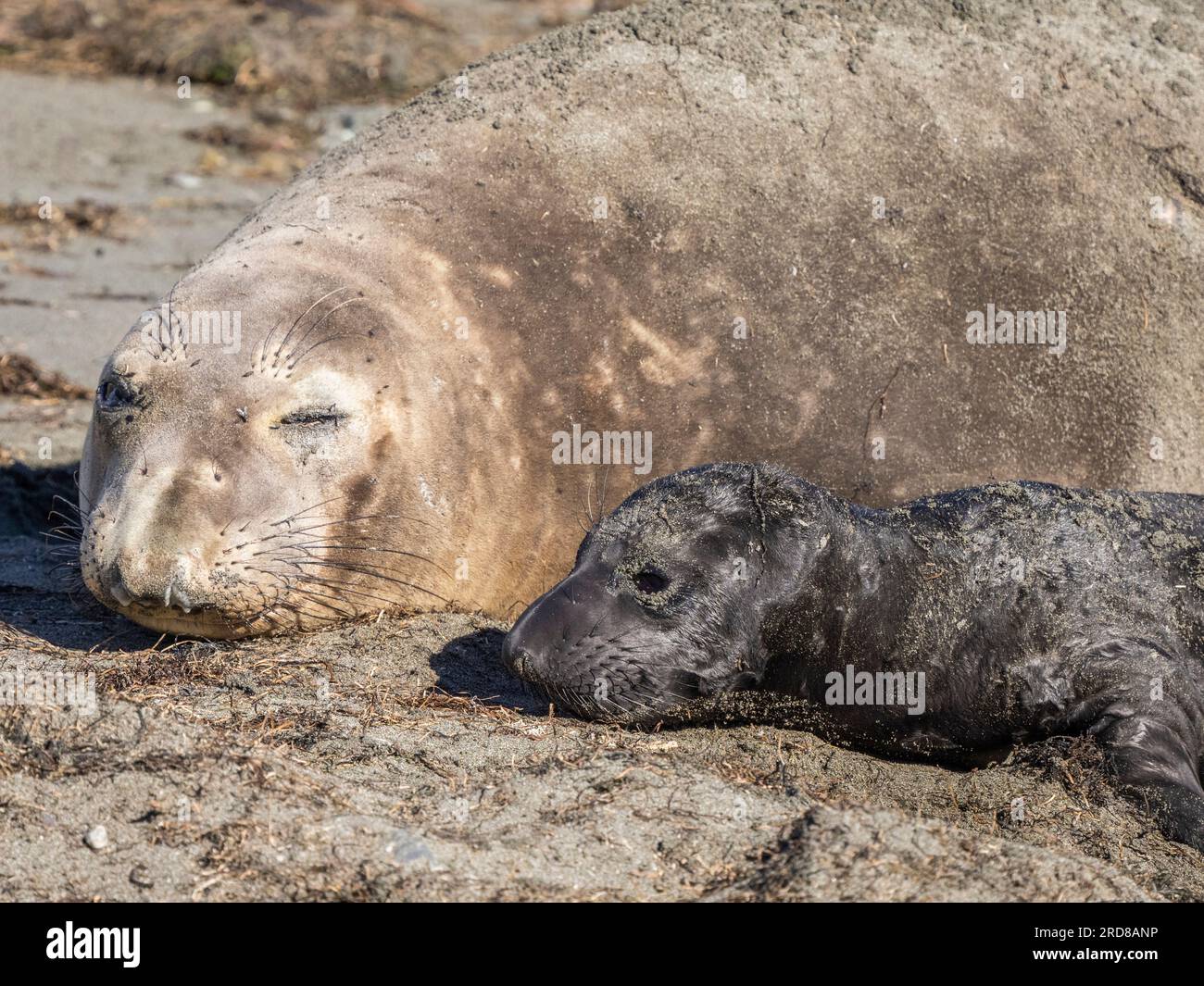 Éléphant du Nord (Mirounga angustirostris), chiot mère et nouveau-né, île Benito del Oeste, Basse-Californie, Mexique, Amérique du Nord Banque D'Images