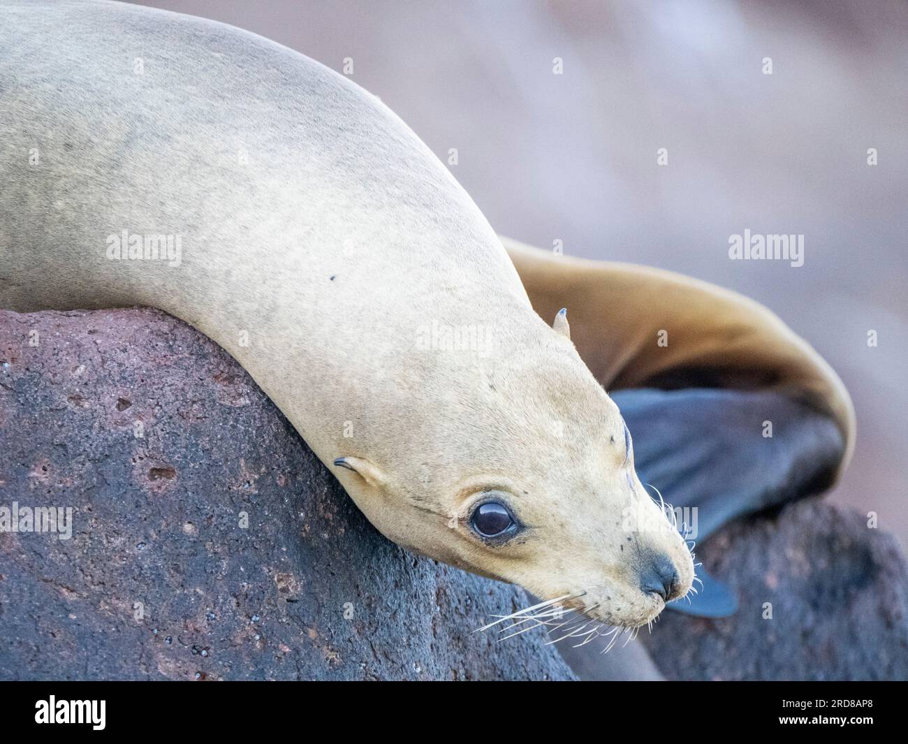 Otarie de Californie femelle adulte (Zalophus californianus), tirée à Los Islotes, Baja California sur, Mexique, Amérique du Nord Banque D'Images