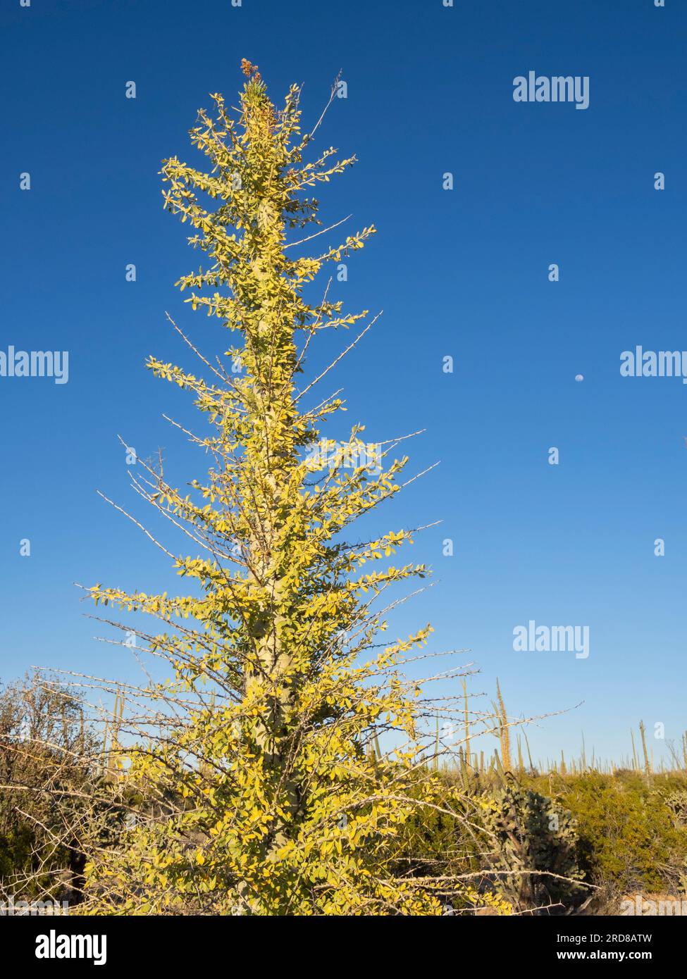 Boojum (cirio) (Fouquieria columnaris), dans le désert de Sonora, Bahia de los Angeles, Basse Californie, Mexique, Amérique du Nord Banque D'Images