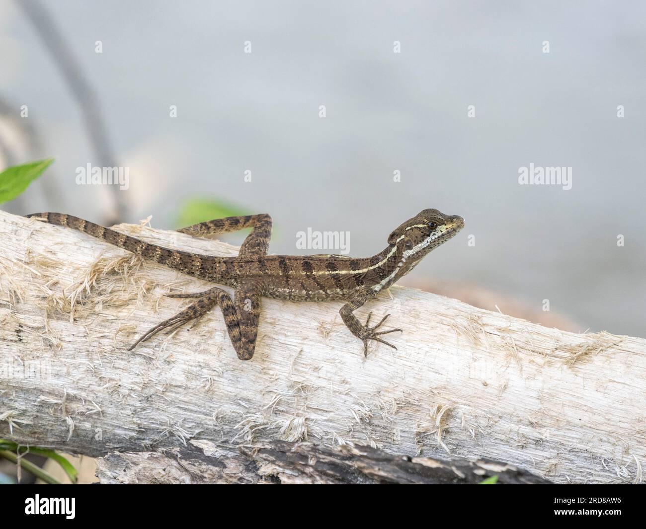 Basilique commun juvénile (Basiliscus basiliscus), sur un arbre de l'île Coiba, Panama, Amérique centrale Banque D'Images