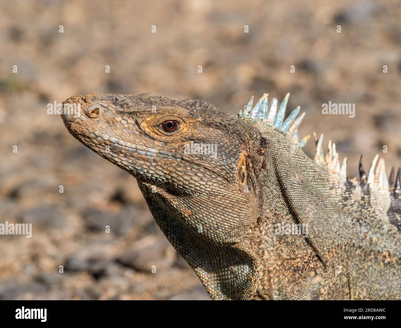 Un iguane adulte à queue épineuse noire (Ctenosaura similis), sur le sol de l'île Barro Colorado, Panama, Amérique centrale Banque D'Images