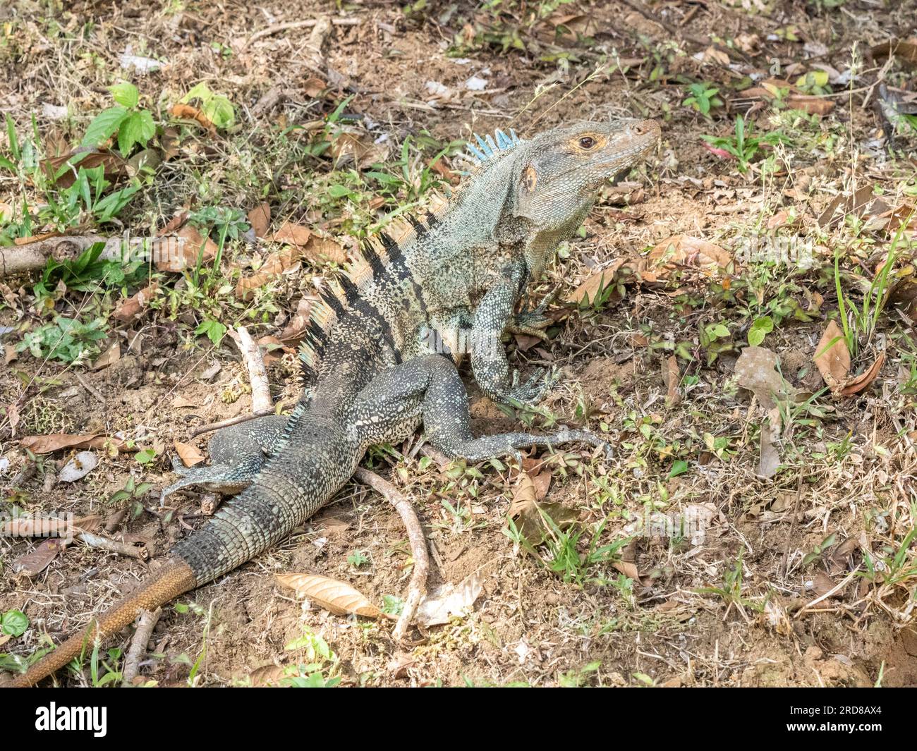 Un iguane adulte à queue épineuse noire (Ctenosaura similis), sur le sol de l'île Barro Colorado, Panama, Amérique centrale Banque D'Images