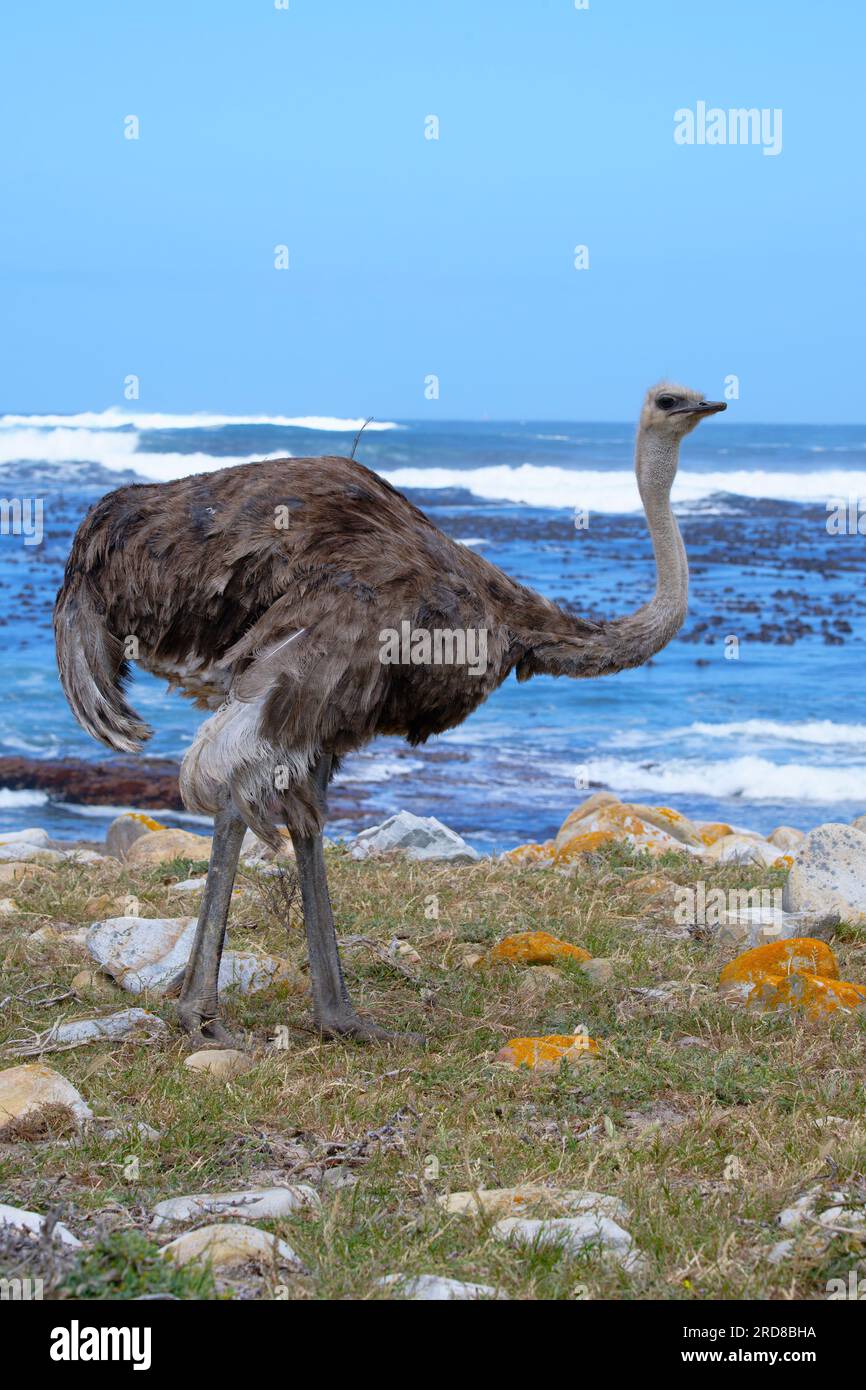 Femelle d'autruche africaine (Struthio camelus australis) sur la rive de l'océan Atlantique, Cap de bonne espérance, Cap, Afrique du Sud, Afrique Banque D'Images