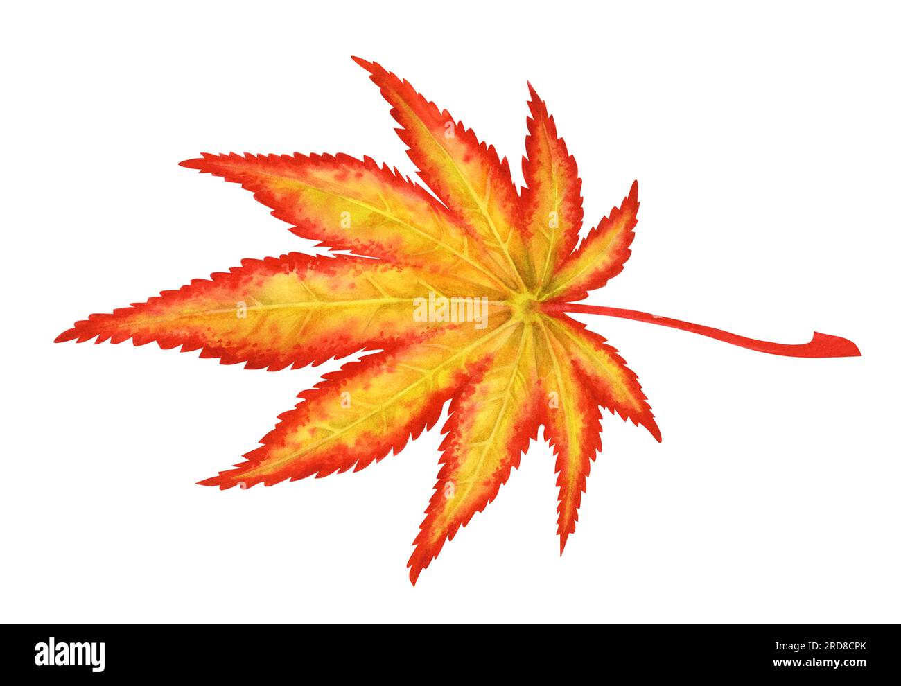 Illustration à l'aquarelle des feuilles d'érable japonais d'automne pour la récolte, admiration d'érable, Halloween, anniversaire, chasse aux feuilles rouges, momiji-gari. Elements is Banque D'Images