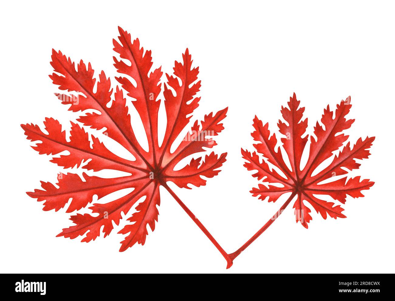 Illustration à l'aquarelle des feuilles d'érable japonais d'automne pour la récolte, admiration d'érable, Halloween, anniversaire, chasse aux feuilles rouges, momiji-gari. Elements is Banque D'Images