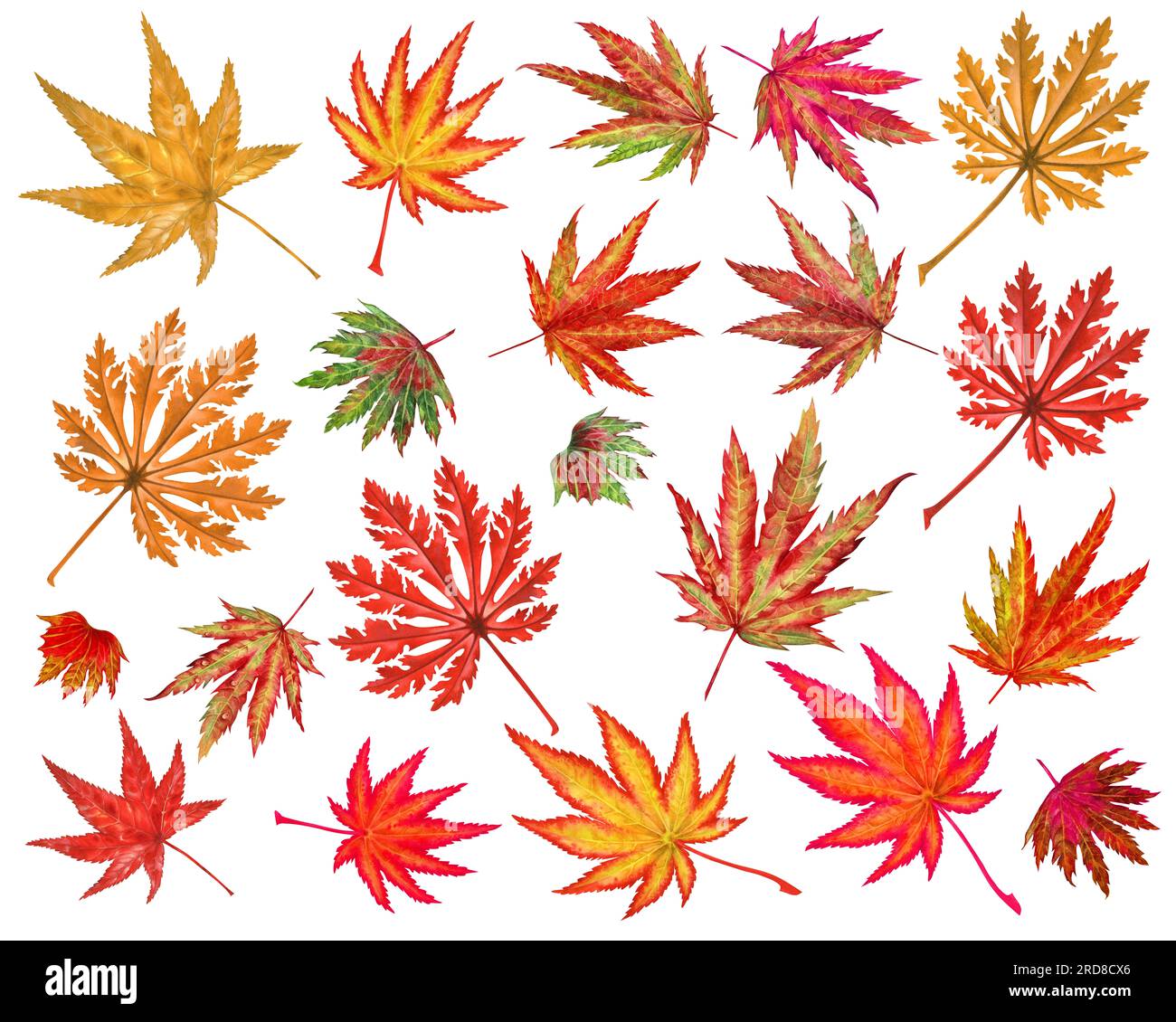 Illustration à l'aquarelle des feuilles d'érable japonais d'automne pour la récolte, admiration d'érable, Halloween, anniversaire, chasse aux feuilles rouges, momiji-gari. Elements is Banque D'Images