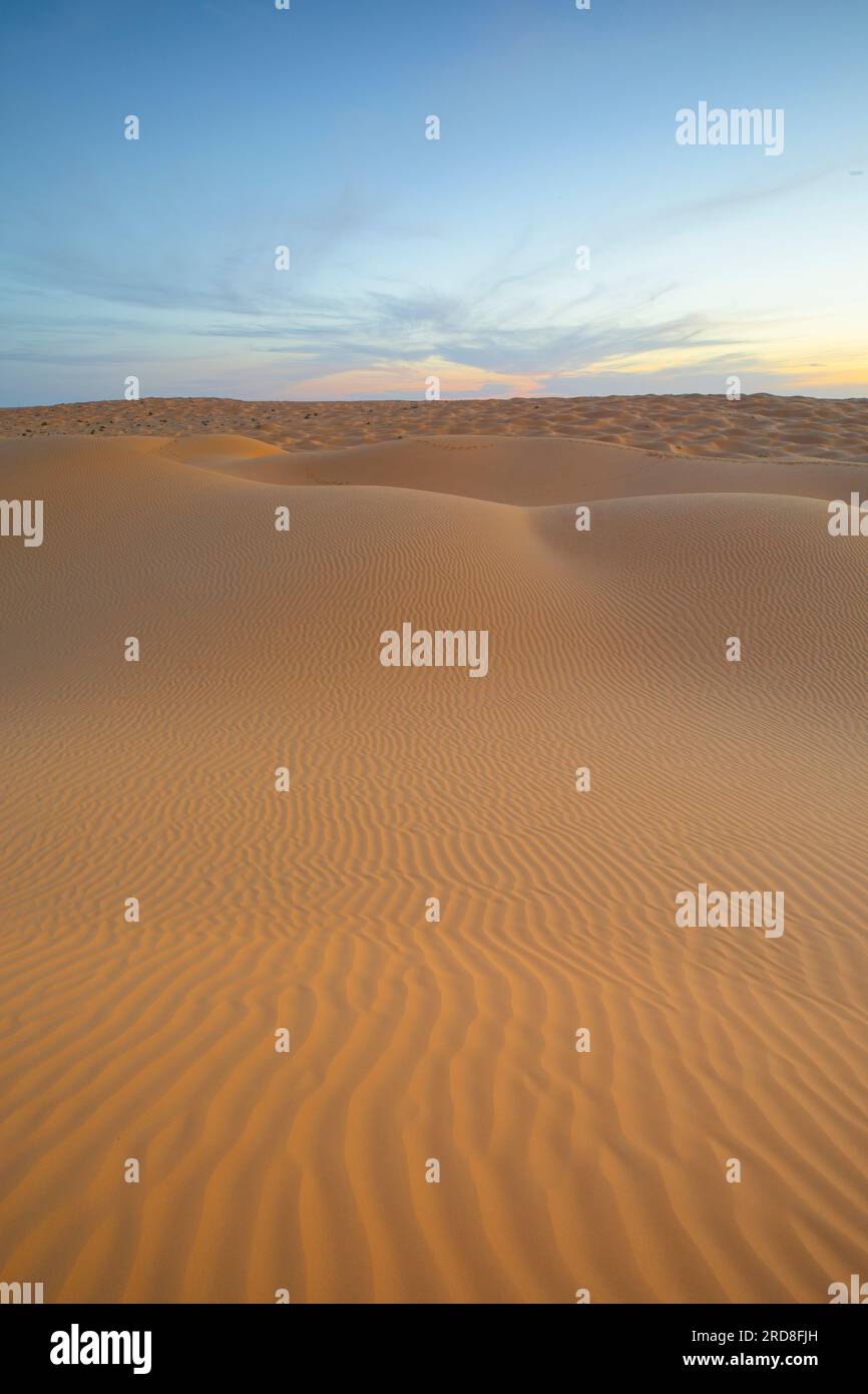 Coucher de soleil printanier aux portes du désert du Sahara, avec les dunes de sable illuminées par la lumière dorée, Tunisie, Afrique du Nord, Afrique Banque D'Images