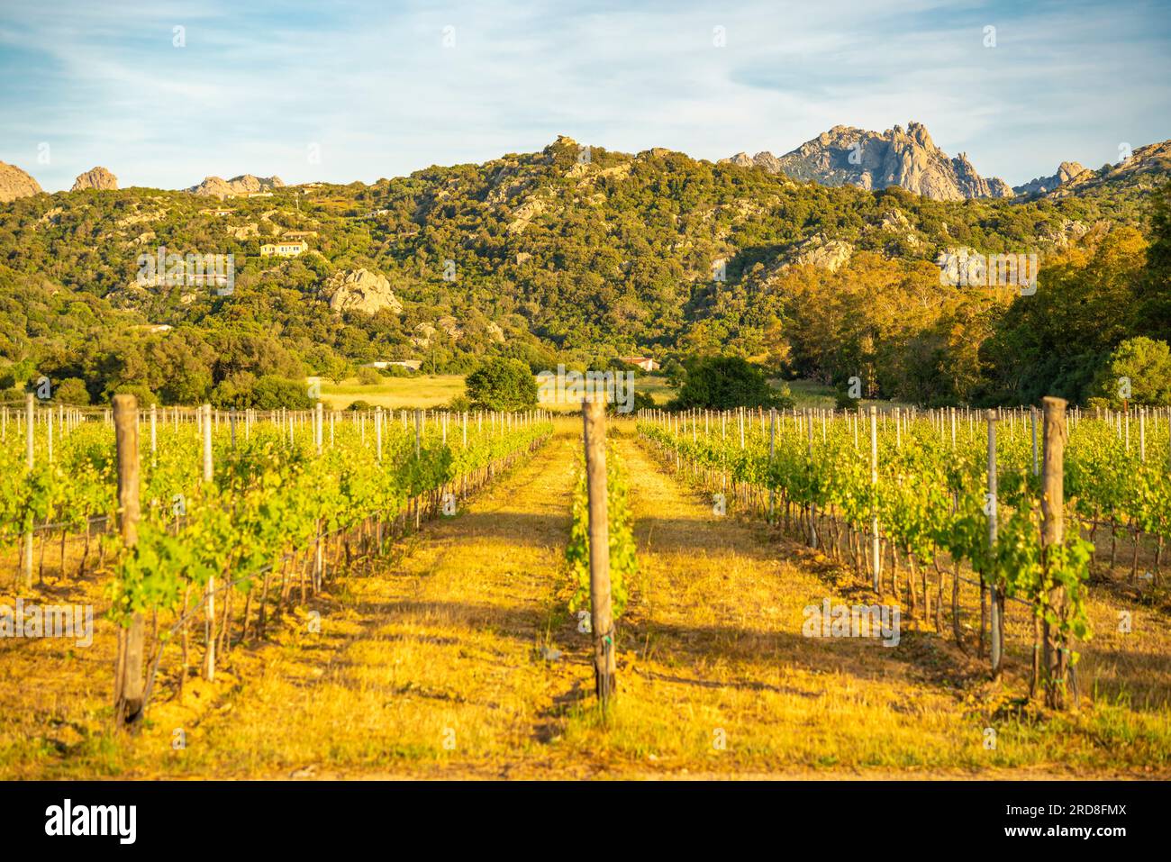 Vue de vignoble et fond montagneux près d'Arzachena, Sardaigne, Italie, Méditerranée, Europe Banque D'Images