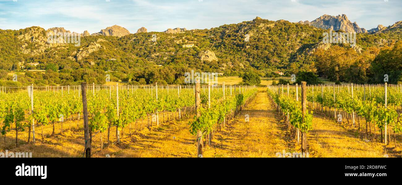 Vue de vignoble et fond montagneux près d'Arzachena, Sardaigne, Italie, Méditerranée, Europe Banque D'Images