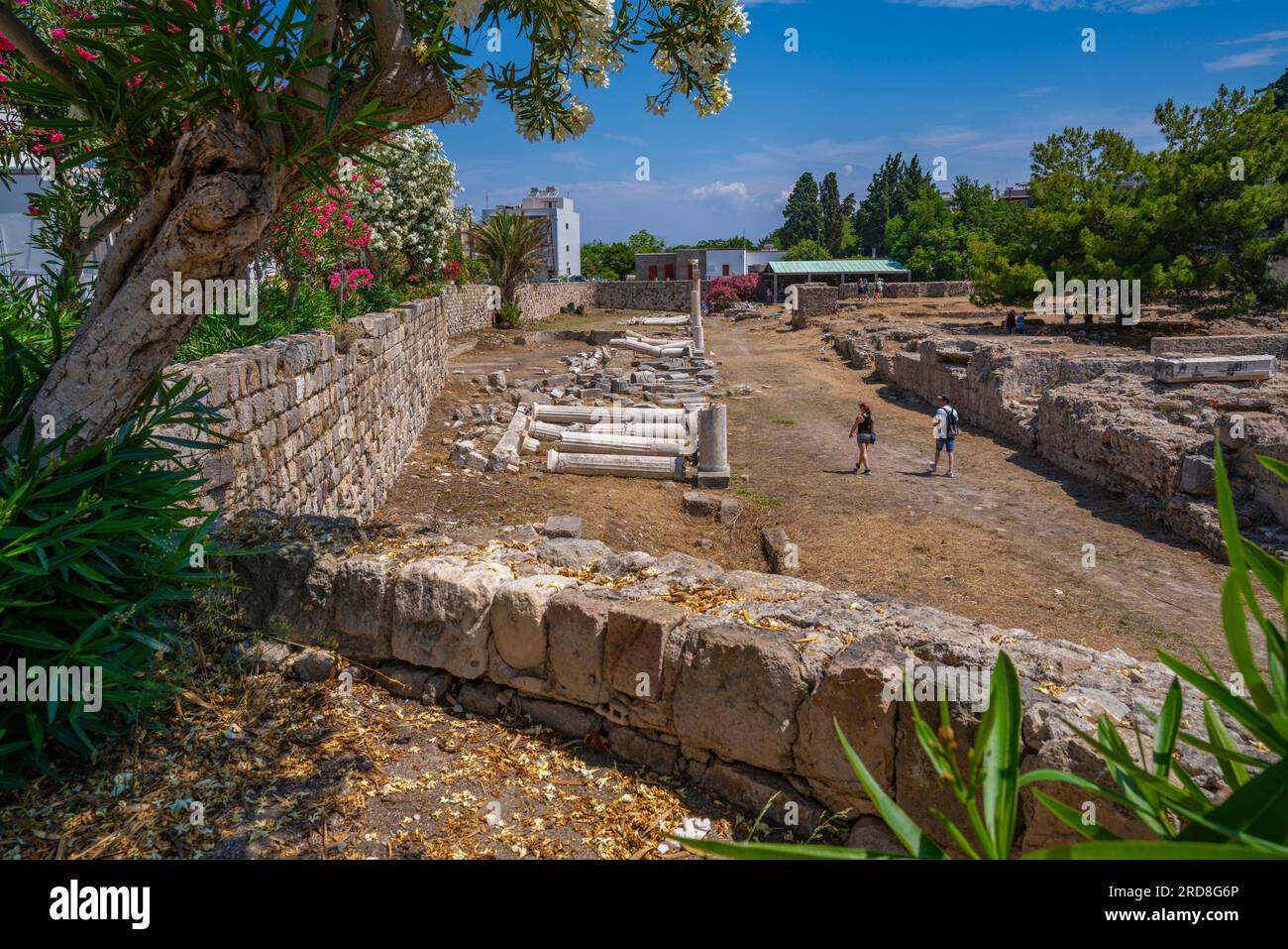 Vue de l'ancienne Agora et des arbres fleuris, ville de Kos, Kos, Dodécanèse, îles grecques, Grèce, Europe Banque D'Images