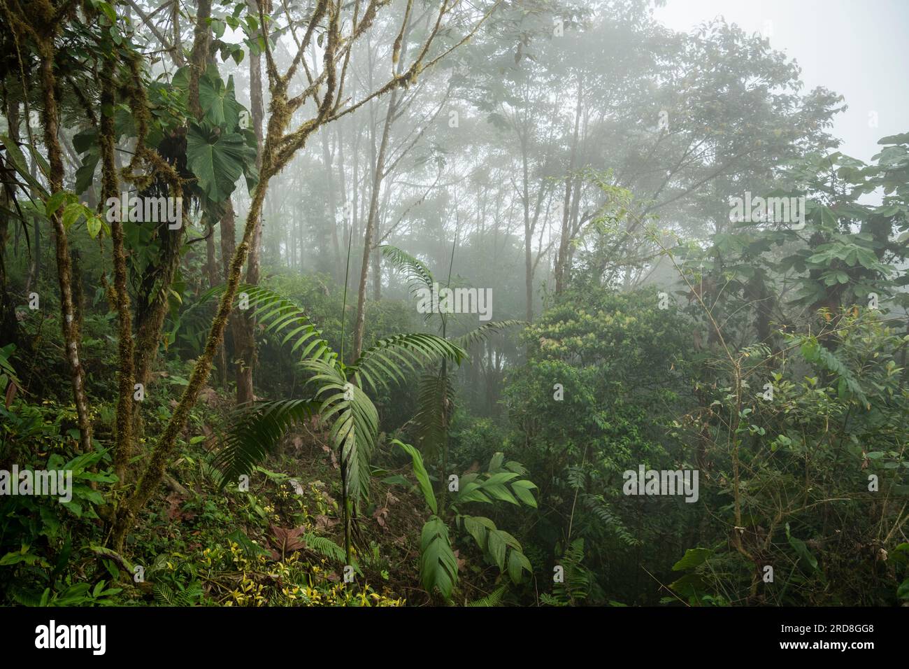 The Cloudforest, Mashpi Lodge, Reserva Mashpi Amagusa, Pichincha, Équateur, Amérique du Sud Banque D'Images