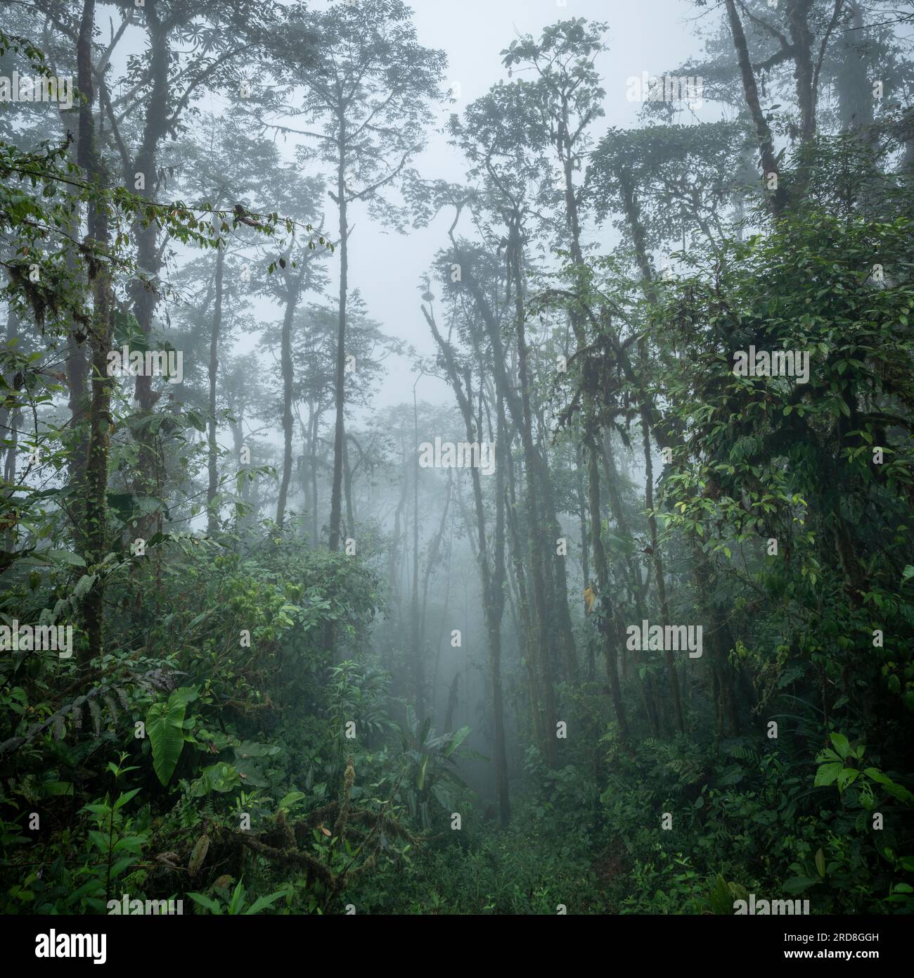 The Cloudforest, Mashpi Lodge, Reserva Mashpi Amagusa, Pichincha, Équateur, Amérique du Sud Banque D'Images