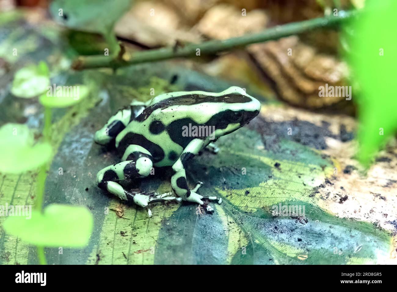 Grenouille à fléchettes poison verte et noire (dendrobates auratus) dans son milieu naturel Banque D'Images