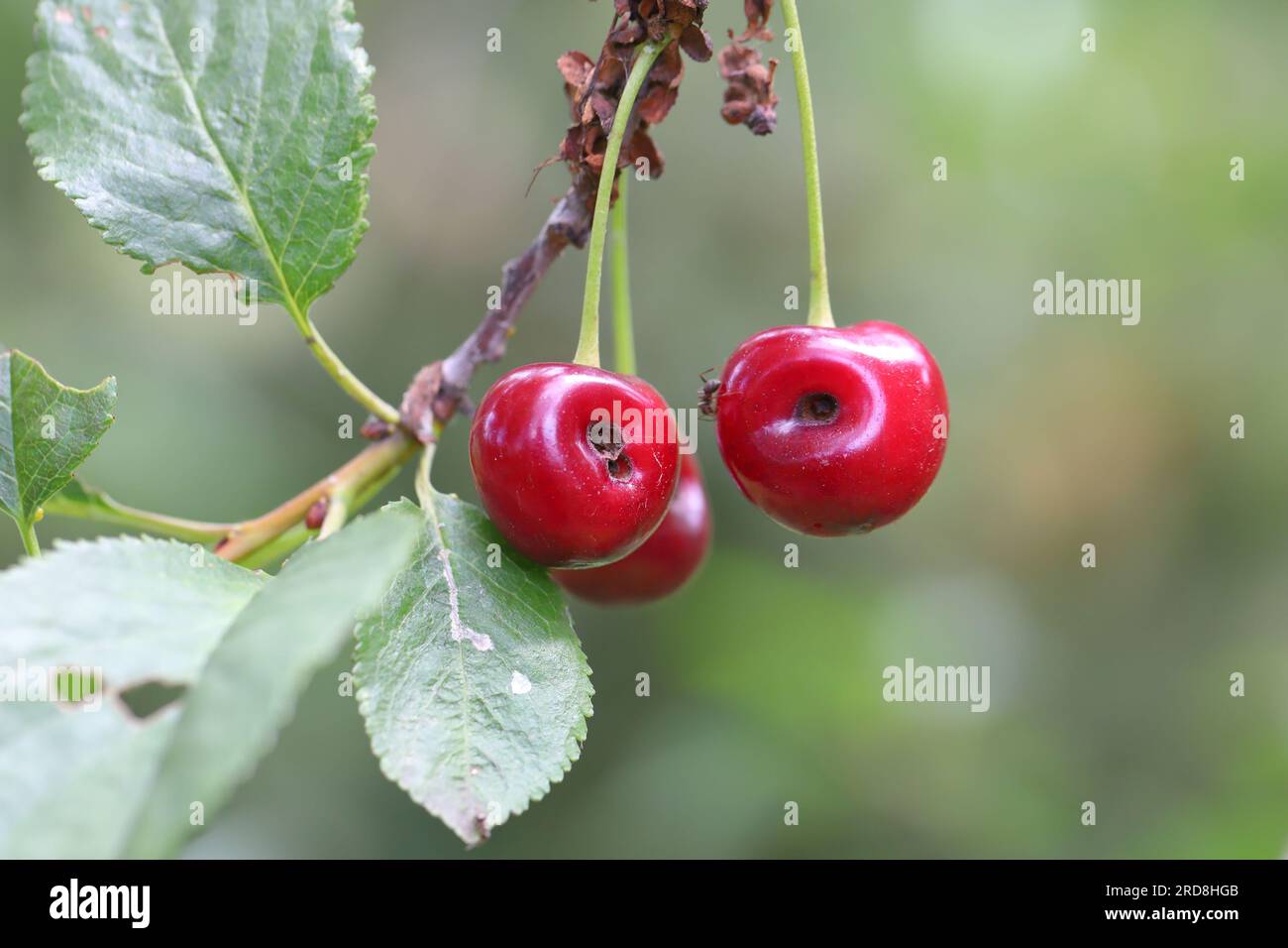 Cerisier déformé par l'alimentation des ravageurs - charançon des cerisiers ou charançon des fruits à noyau Anthonomus Furcipes rectirostris. Banque D'Images