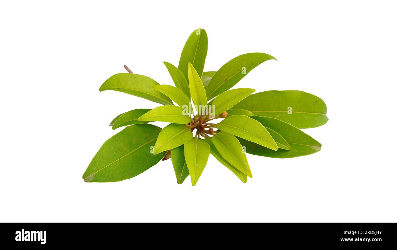 Jeunes feuilles Sapodilla en fond blanc. Utilisé en médecine traditionnelle pour leurs propriétés anti-inflammatoires. Banque D'Images