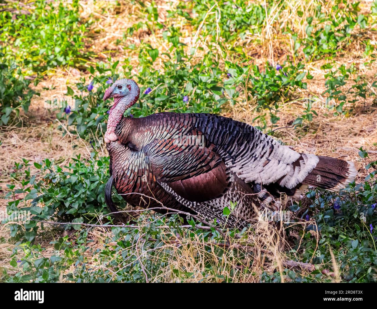 Un dindon sauvage adulte, Meleagris gallopavo, sur le sol dans le canyon de Madera, dans le sud de l'Arizona. Banque D'Images
