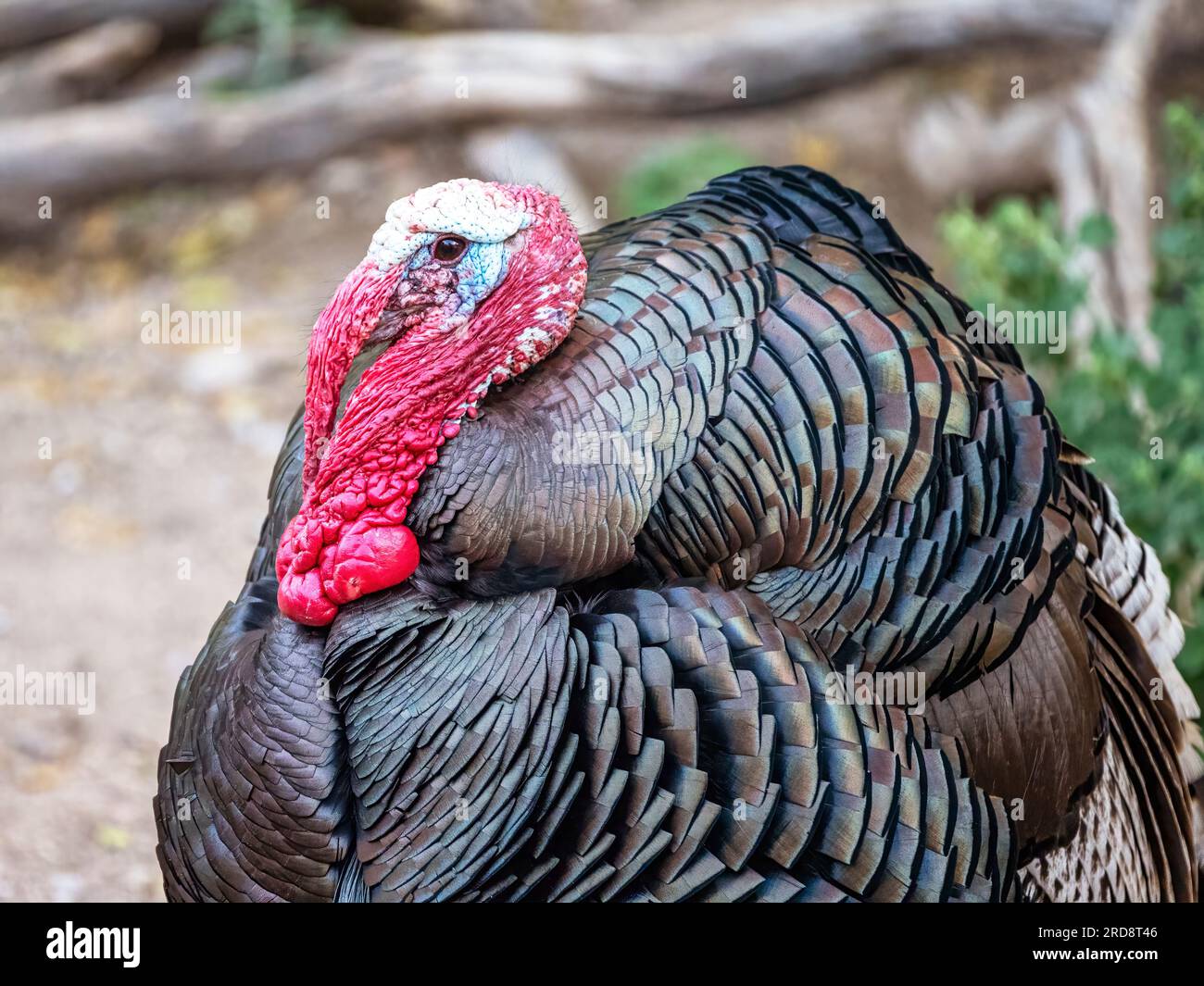 Un dindon sauvage adulte, Meleagris gallopavo, sur le sol dans le canyon de Madera, dans le sud de l'Arizona. Banque D'Images