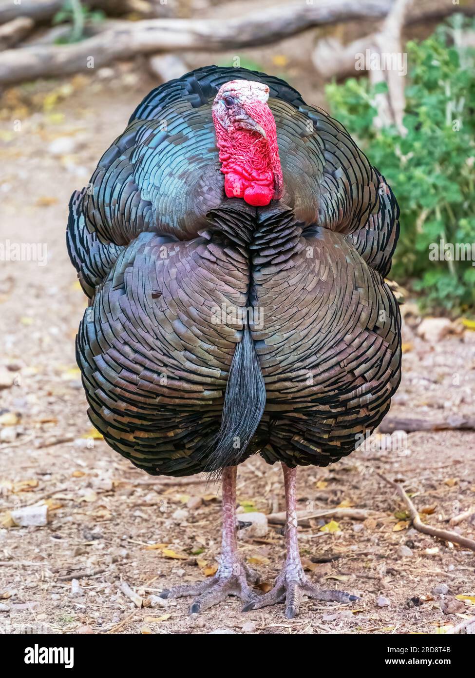 Un dindon sauvage adulte, Meleagris gallopavo, sur le sol dans le canyon de Madera, dans le sud de l'Arizona. Banque D'Images