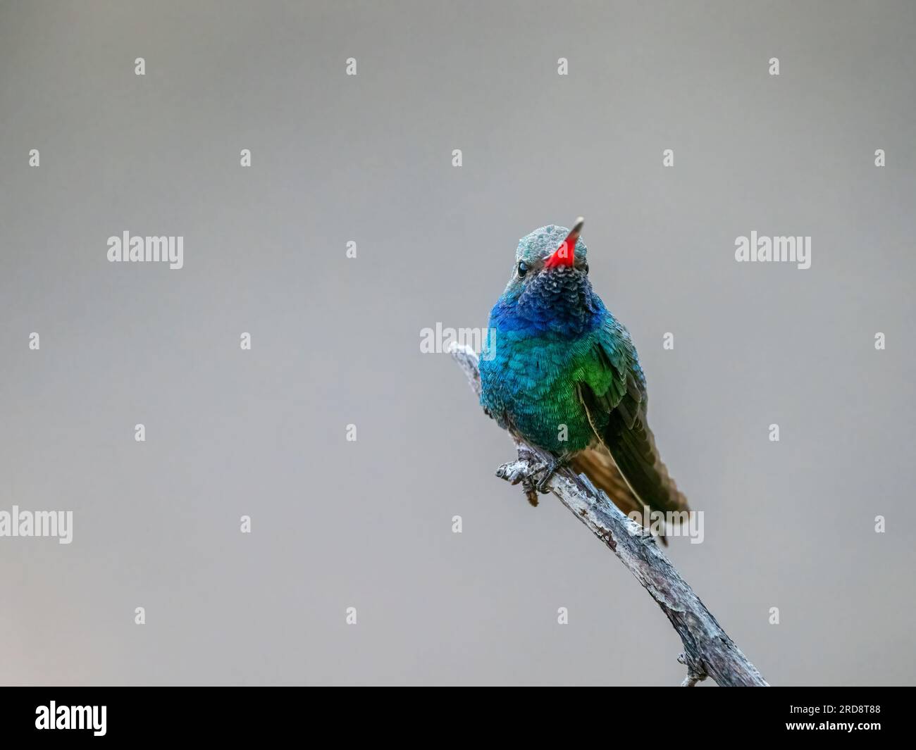 Un colibri mâle adulte à bec large, Cynanthus latirostris magicus, dans le canyon Madera, dans le sud de l'Arizona. Banque D'Images Un colibri mâle adulte à bec large, Cynanthus latirostris magicus, dans le canyon Madera, dans le sud de l'Arizona. Banque D'Images