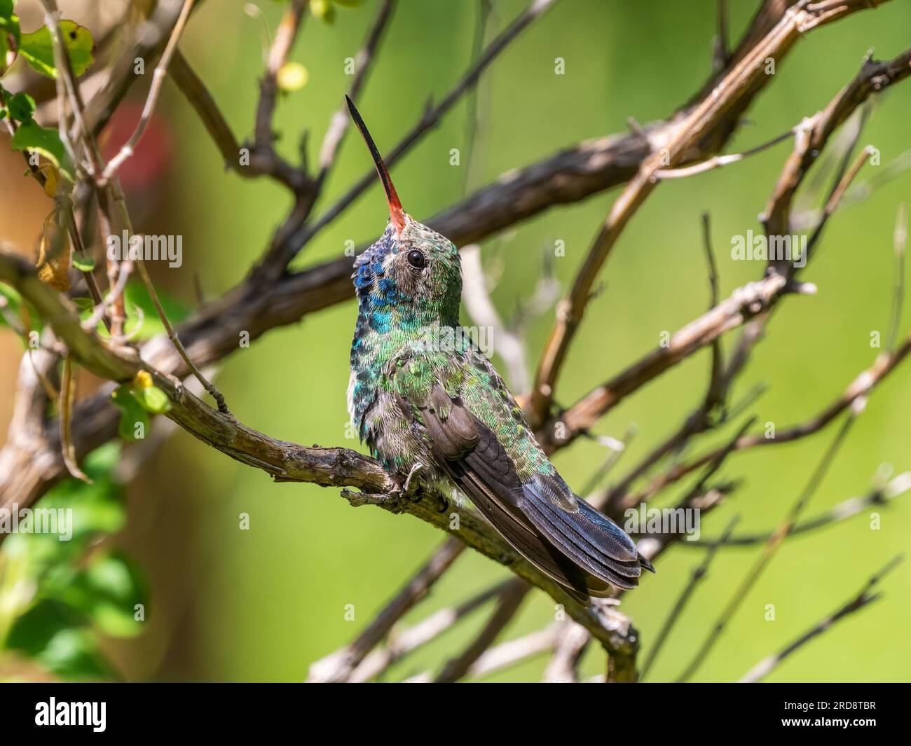 Un colibri mâle adulte à bec large, Cynanthus latirostris magicus, dans le canyon Madera, dans le sud de l'Arizona. Banque D'Images Un colibri mâle adulte à bec large, Cynanthus latirostris magicus, dans le canyon Madera, dans le sud de l'Arizona. Banque D'Images