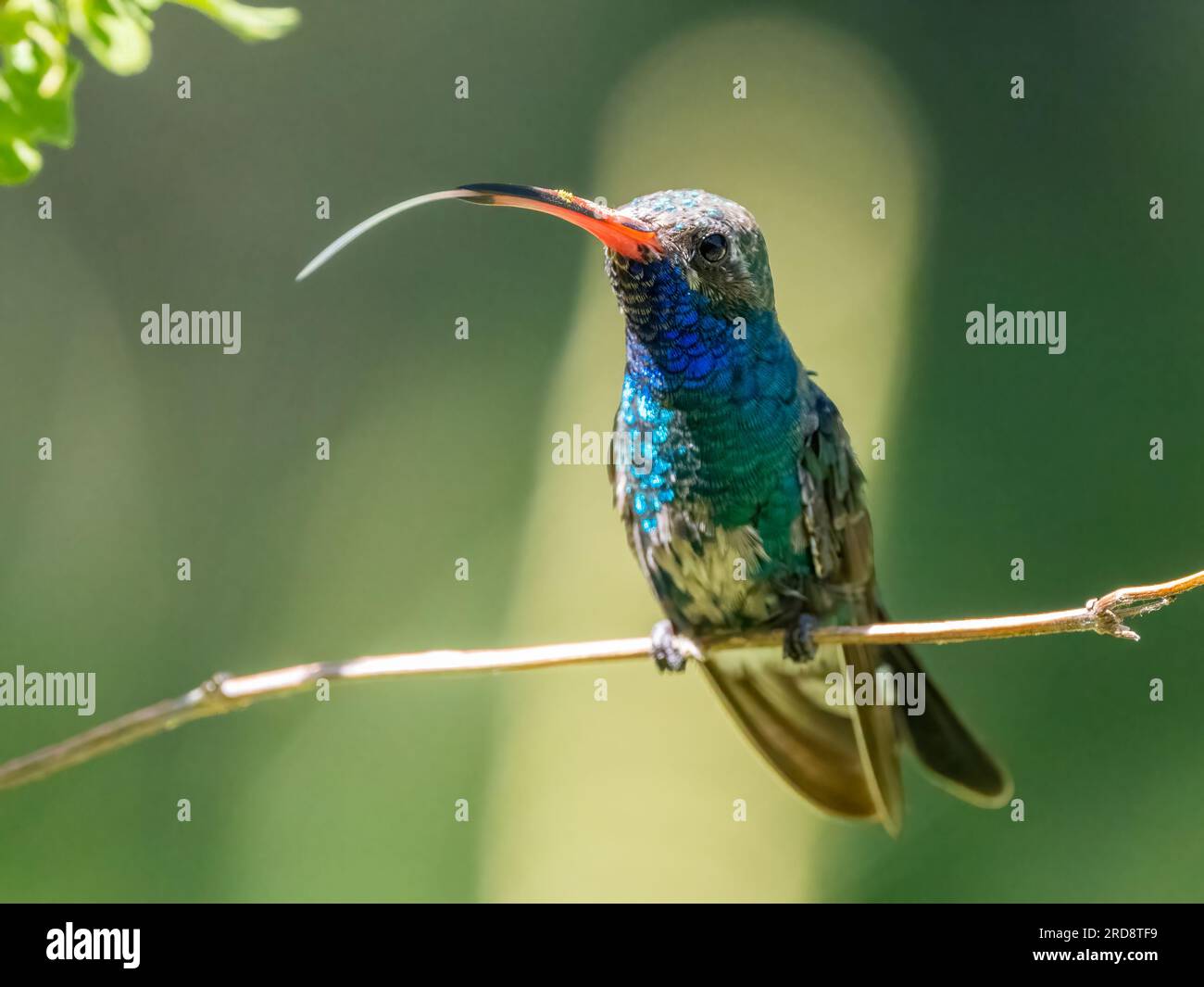 Un colibri mâle adulte à bec large, Cynanthus latirostris magicus, dans le canyon Madera, dans le sud de l'Arizona. Banque D'Images