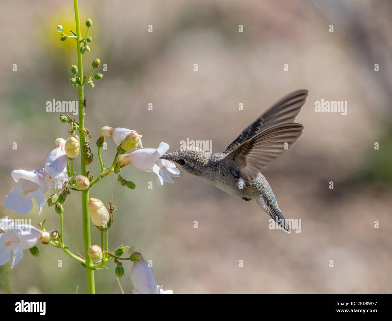 Calypte costae, un colibri femelle adulte de Costa, se nourrissant dans Madera Canyon, dans le sud de l'Arizona. Banque D'Images Calypte costae, un colibri femelle adulte de Costa, se nourrissant dans Madera Canyon, dans le sud de l'Arizona. Banque D'Images