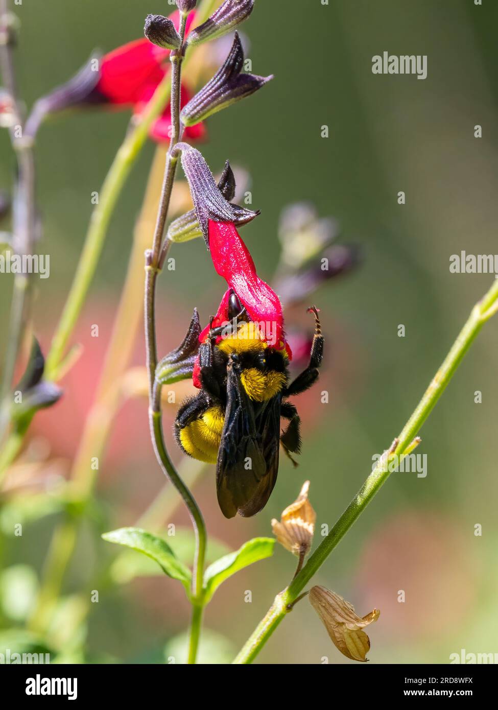 Un bourdon adulte de Sonora, Bombus sonorus, pollinise une fleur dans Madera Canyon, dans le sud de l'Arizona. Banque D'Images