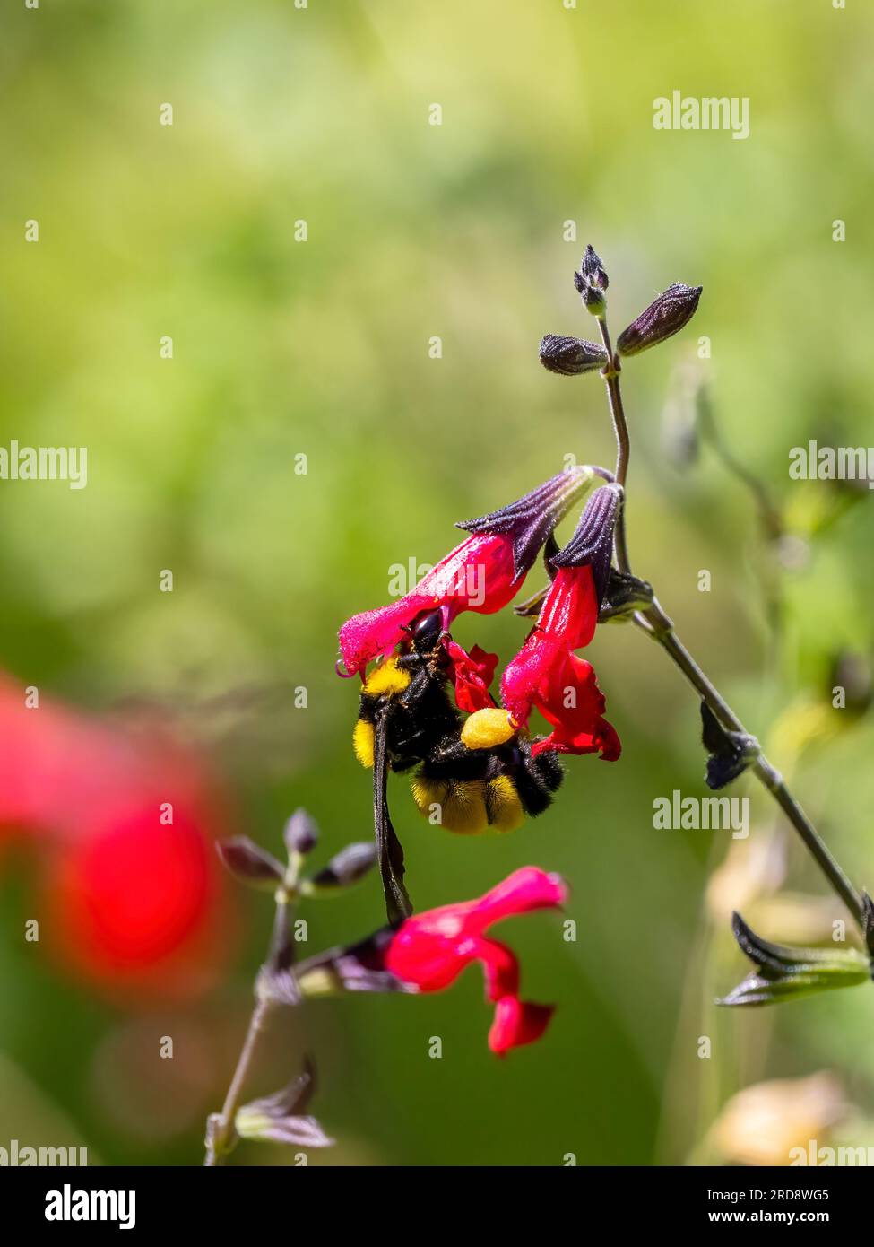 Un bourdon adulte de Sonora, Bombus sonorus, pollinise une fleur dans Madera Canyon, dans le sud de l'Arizona. Banque D'Images Un bourdon adulte de Sonora, Bombus sonorus, pollinise une fleur dans Madera Canyon, dans le sud de l'Arizona. Banque D'Images