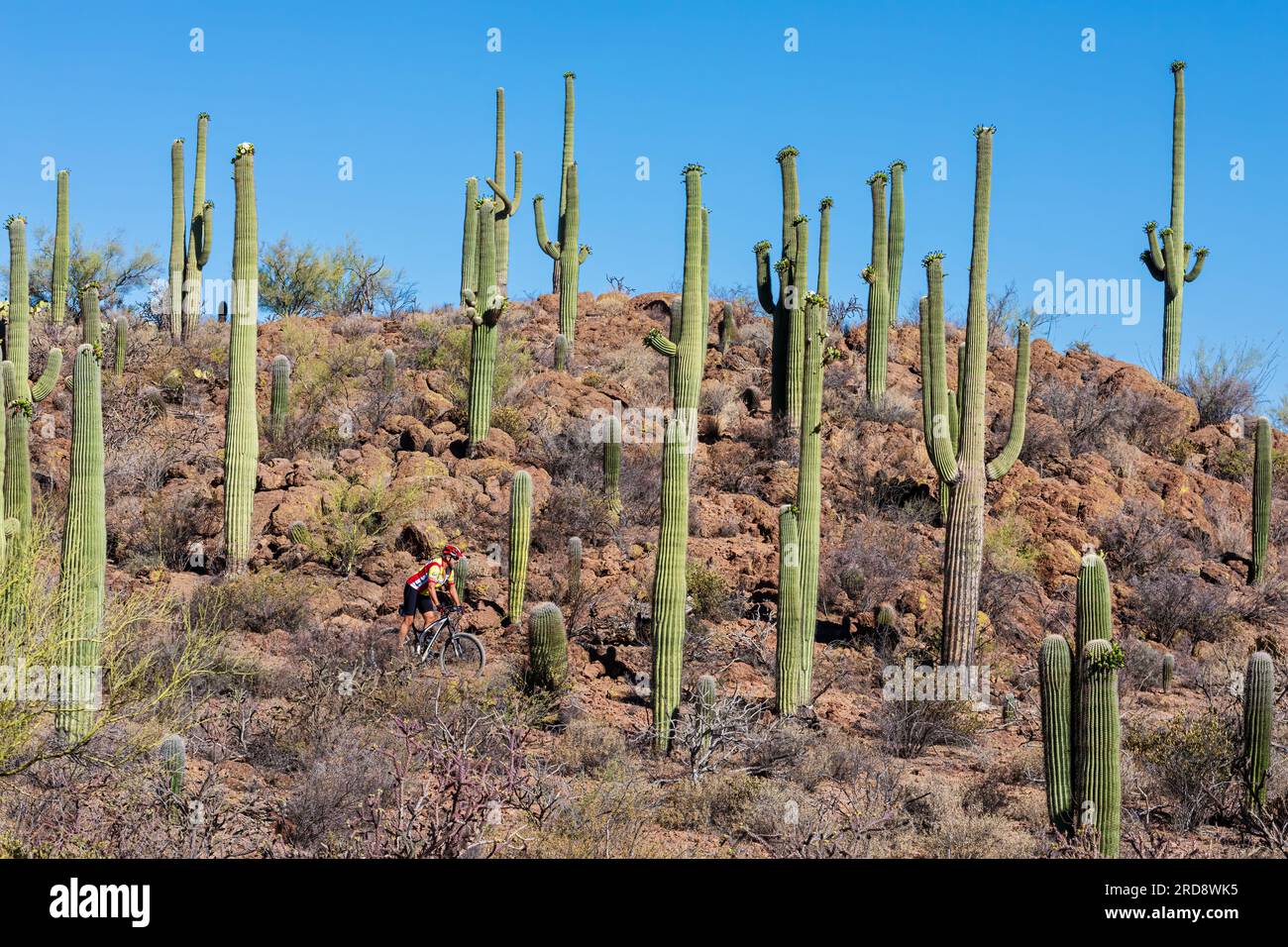 Vélo de montagne chevauchant une forêt de fruits de cactus saguaro, Carnegiea gigantea, en fleurs en juin, Sweetwater Preserve, Tucson, Arizona. Banque D'Images