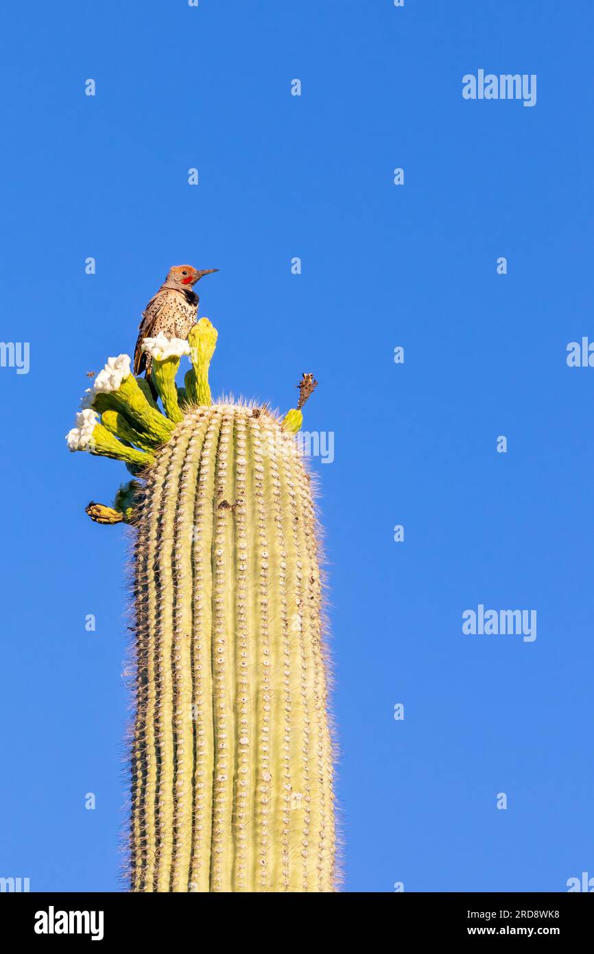 Un scintillement doré adulte, Colappes chrysoides, sur le cactus saguaro, Carnegiea gigantea dans la réserve Sweetwater, Tucson, Arizona Banque D'Images
