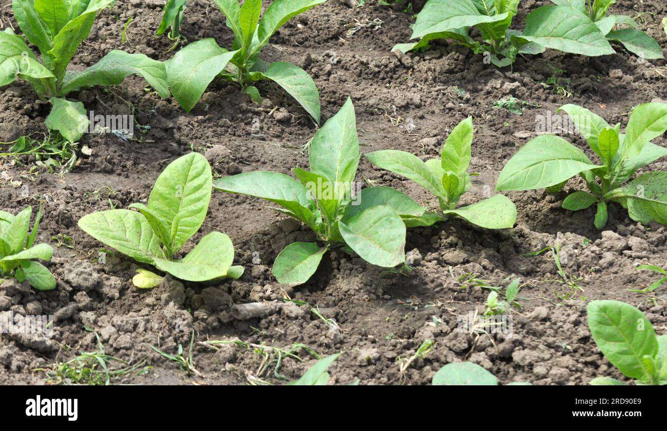 Feuilles vertes et tige de tabac qui pousse sur une plantation Banque D'Images