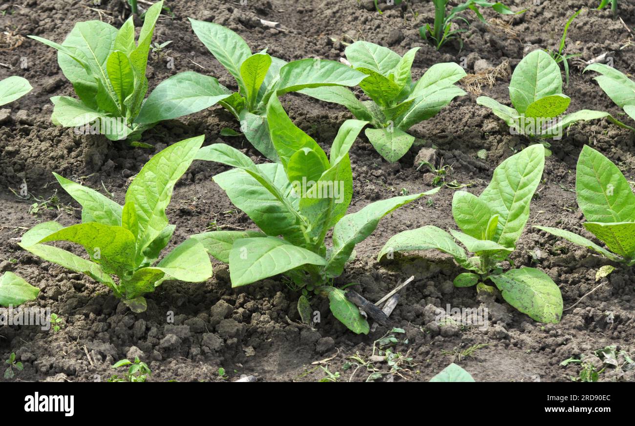 Feuilles vertes et tige de tabac qui pousse sur une plantation Banque D'Images