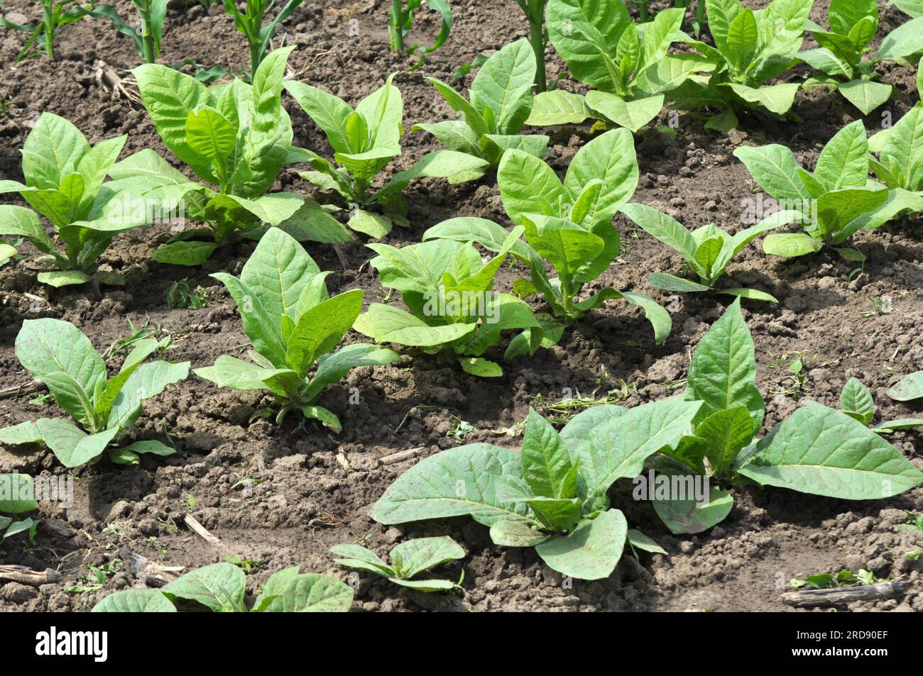 Feuilles vertes et tige de tabac qui pousse sur une plantation Banque D'Images