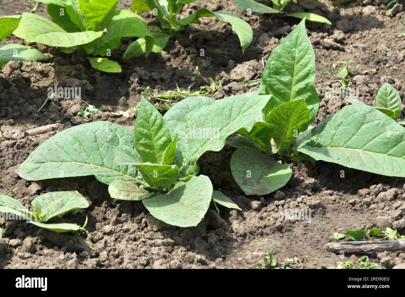 Feuilles vertes et tige de tabac qui pousse sur une plantation Banque D'Images