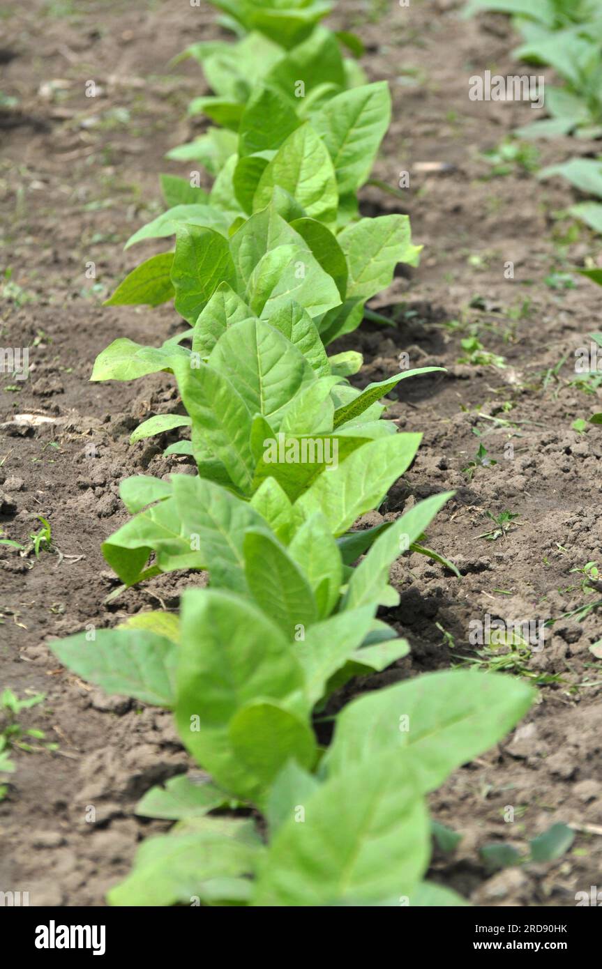 Feuilles vertes et tige de tabac qui pousse sur une plantation Banque D'Images